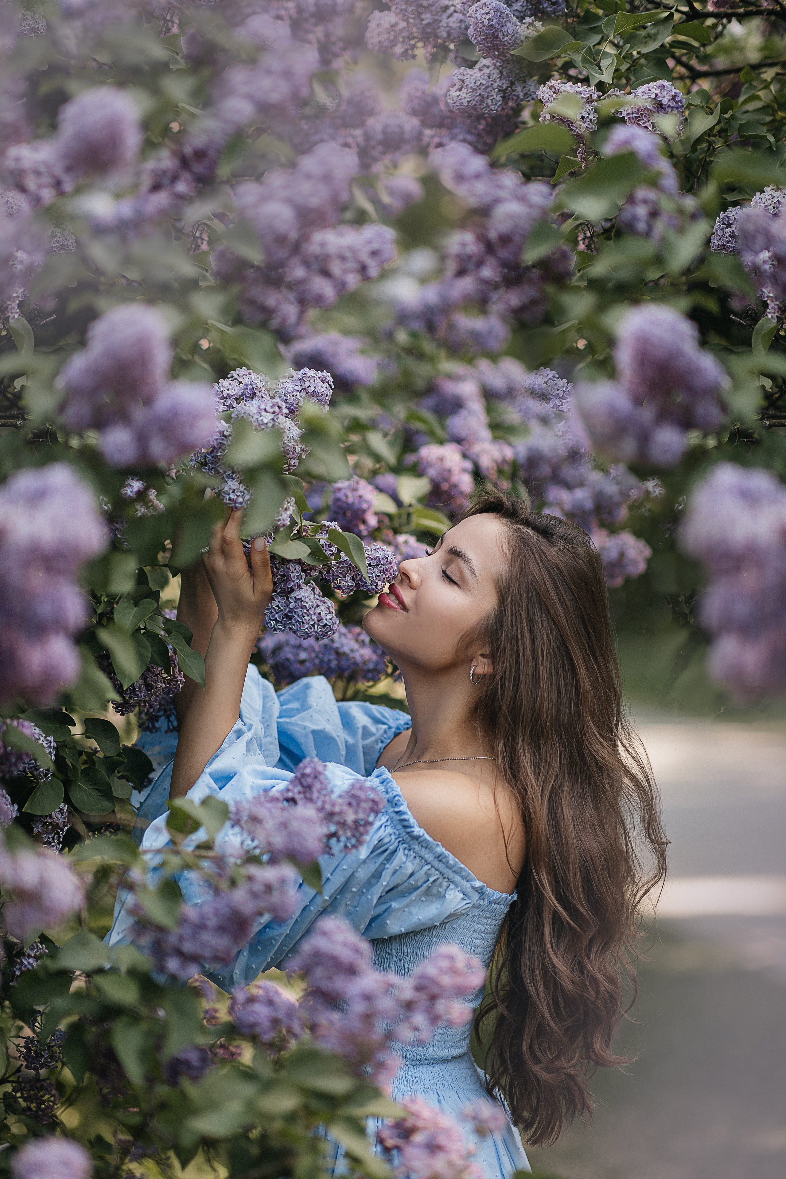 Сирень Азиза. Фотограф Москва