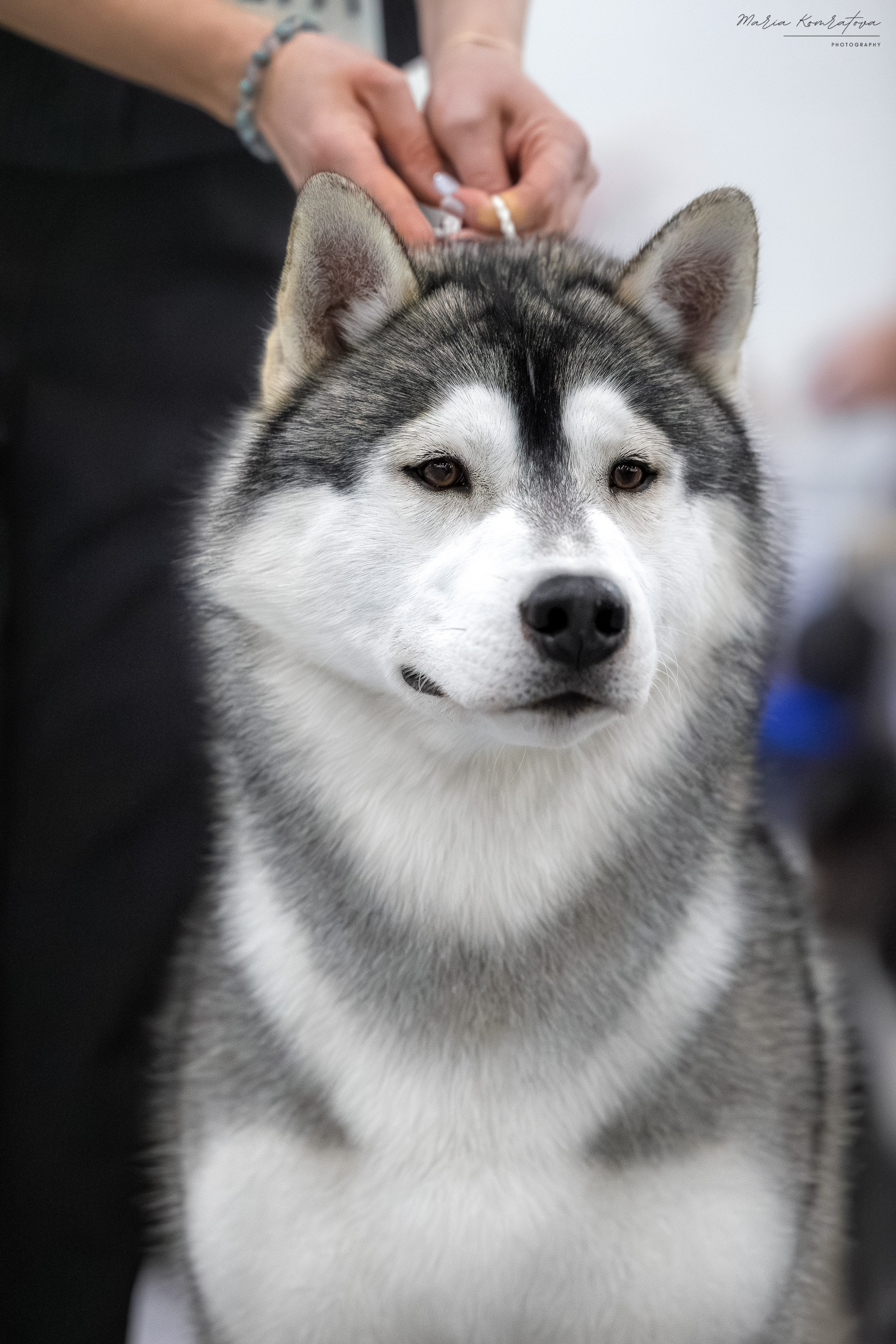 Евразия 2025 съемка в ринге на выставке собак, фотограф собак на выставке. Фотограф анималист, семейный фотограф, фотограф собак Комратова Мария. г. Москва