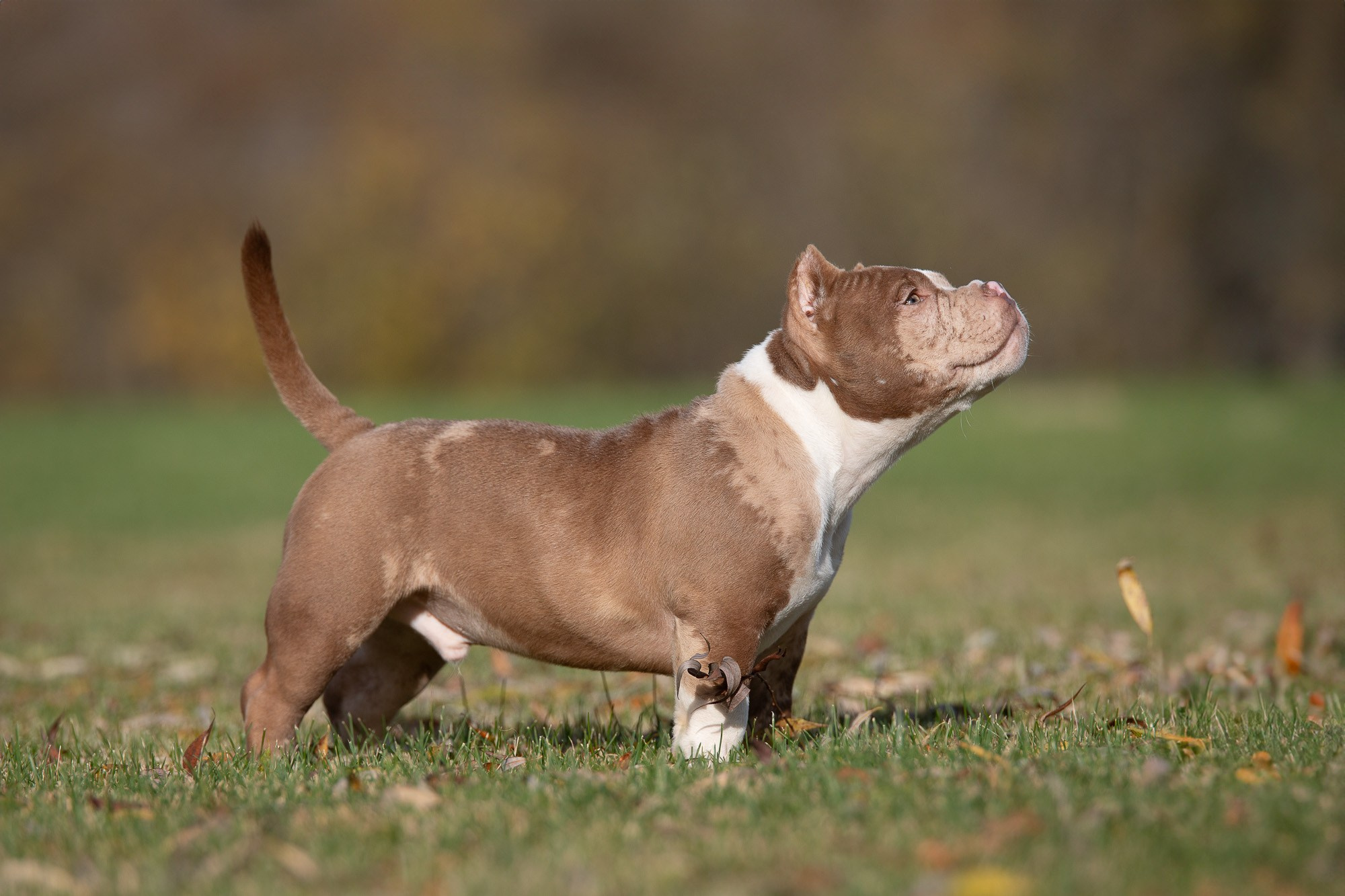 Американский Булли. Фотограф анималист, семейный фотограф, фотограф собак Комратова Мария. г. Москва