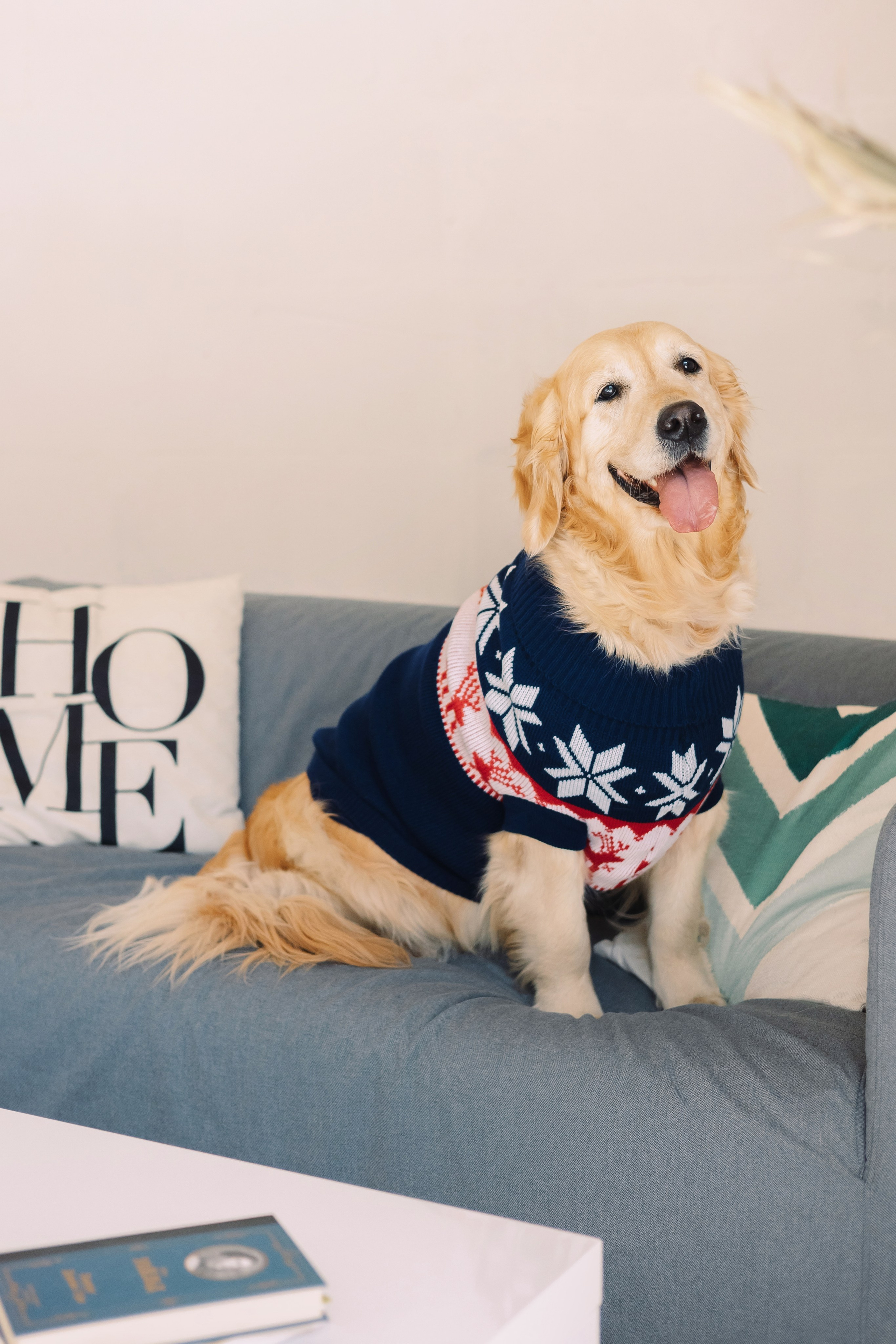 Магазин Friend of mine. Фотограф-анималист Елена Радченко, Москва