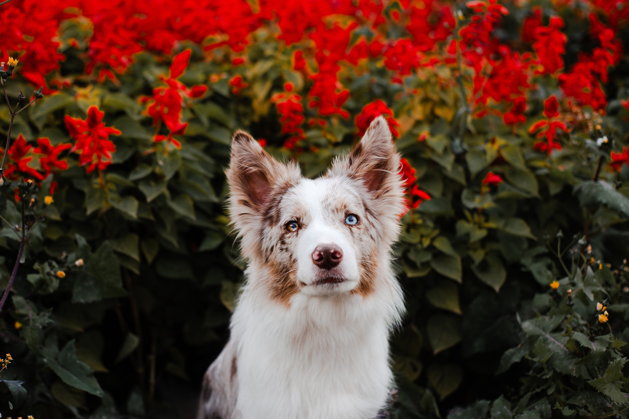 Мария и Утопия. Фотограф-анималист Мария Баркевич | Москва