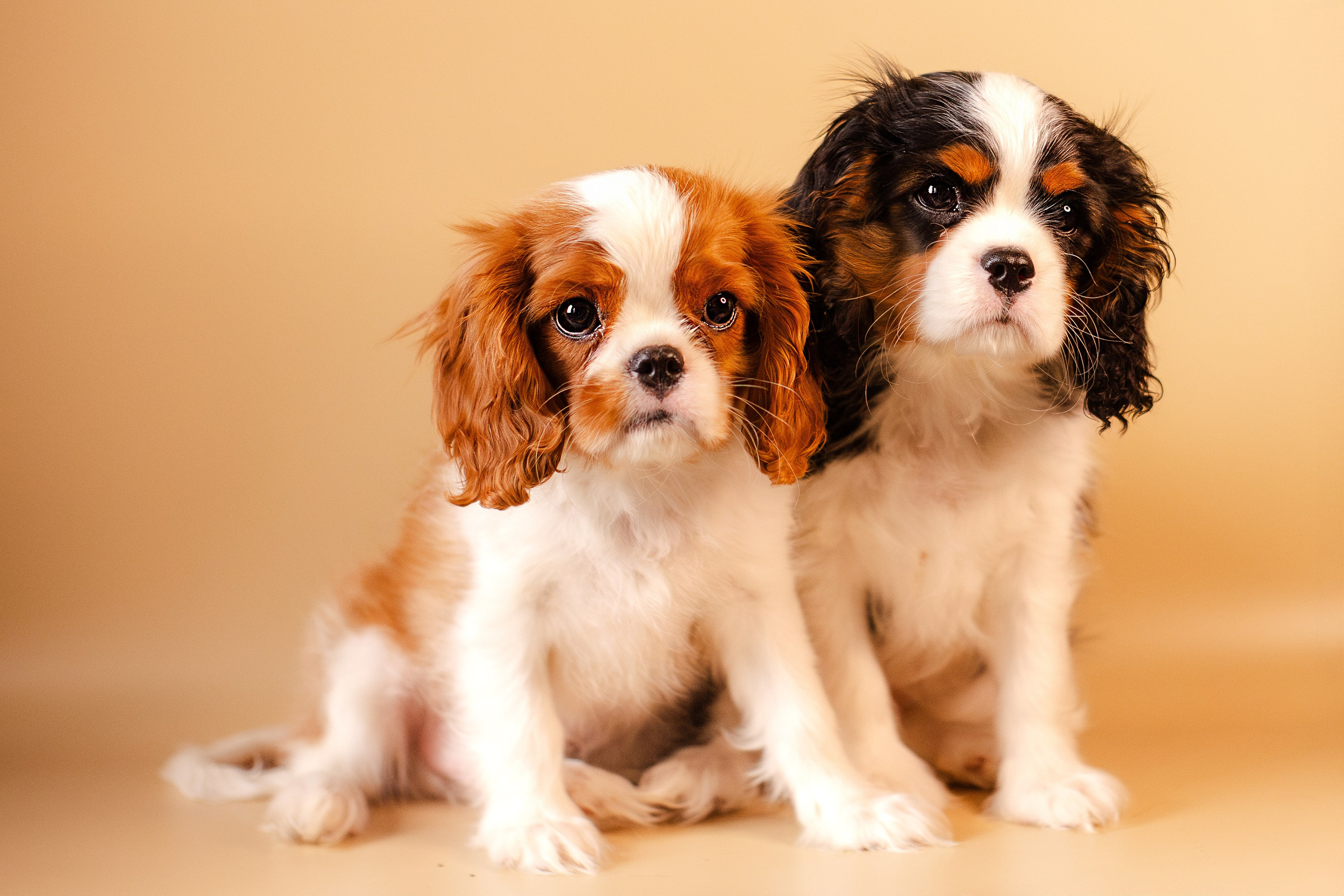 Жанна и кавалеры. Фотограф-анималист Мария Баркевич | Москва