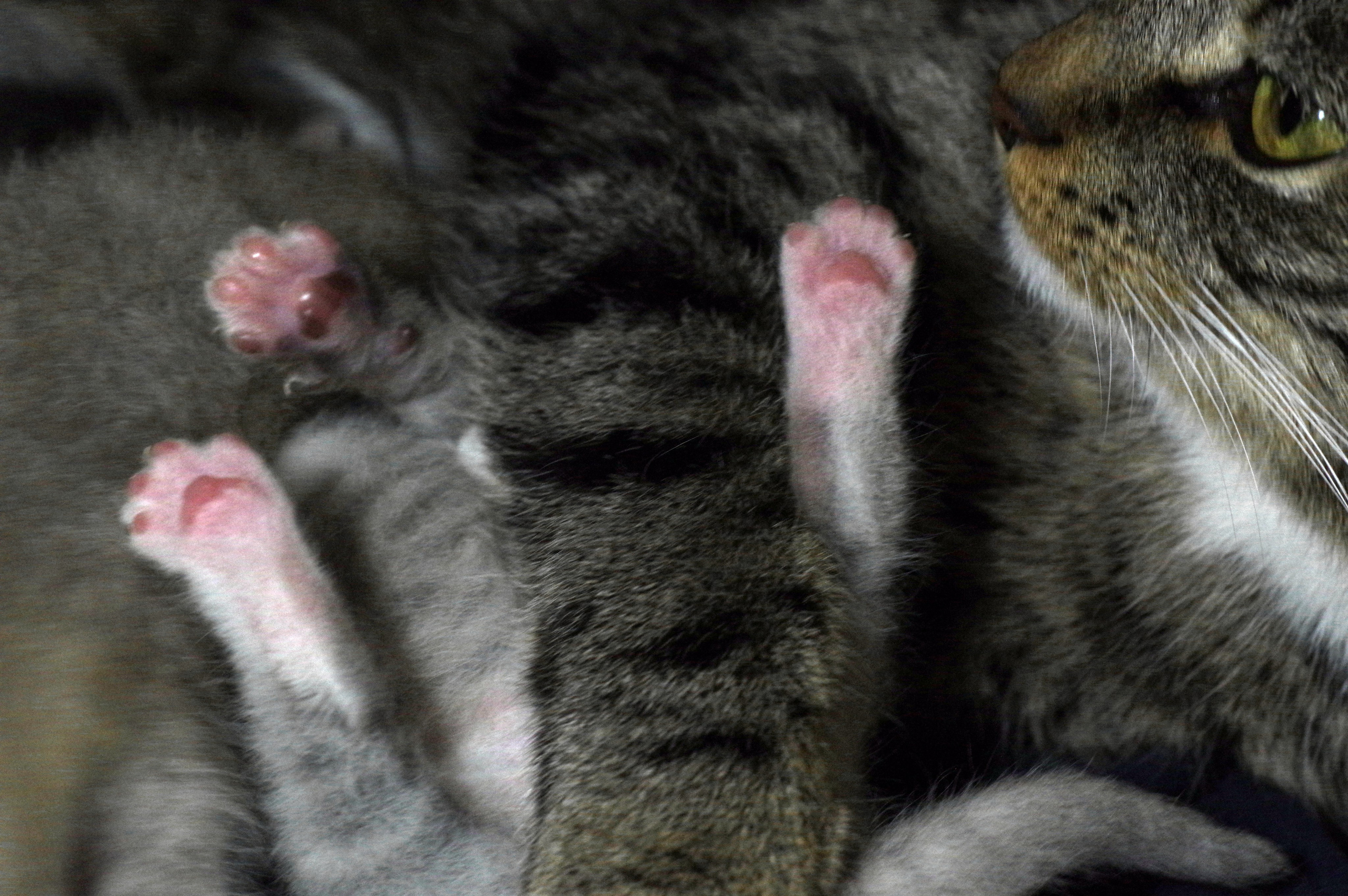 Котятам 9 дней. Вадим Шейдин