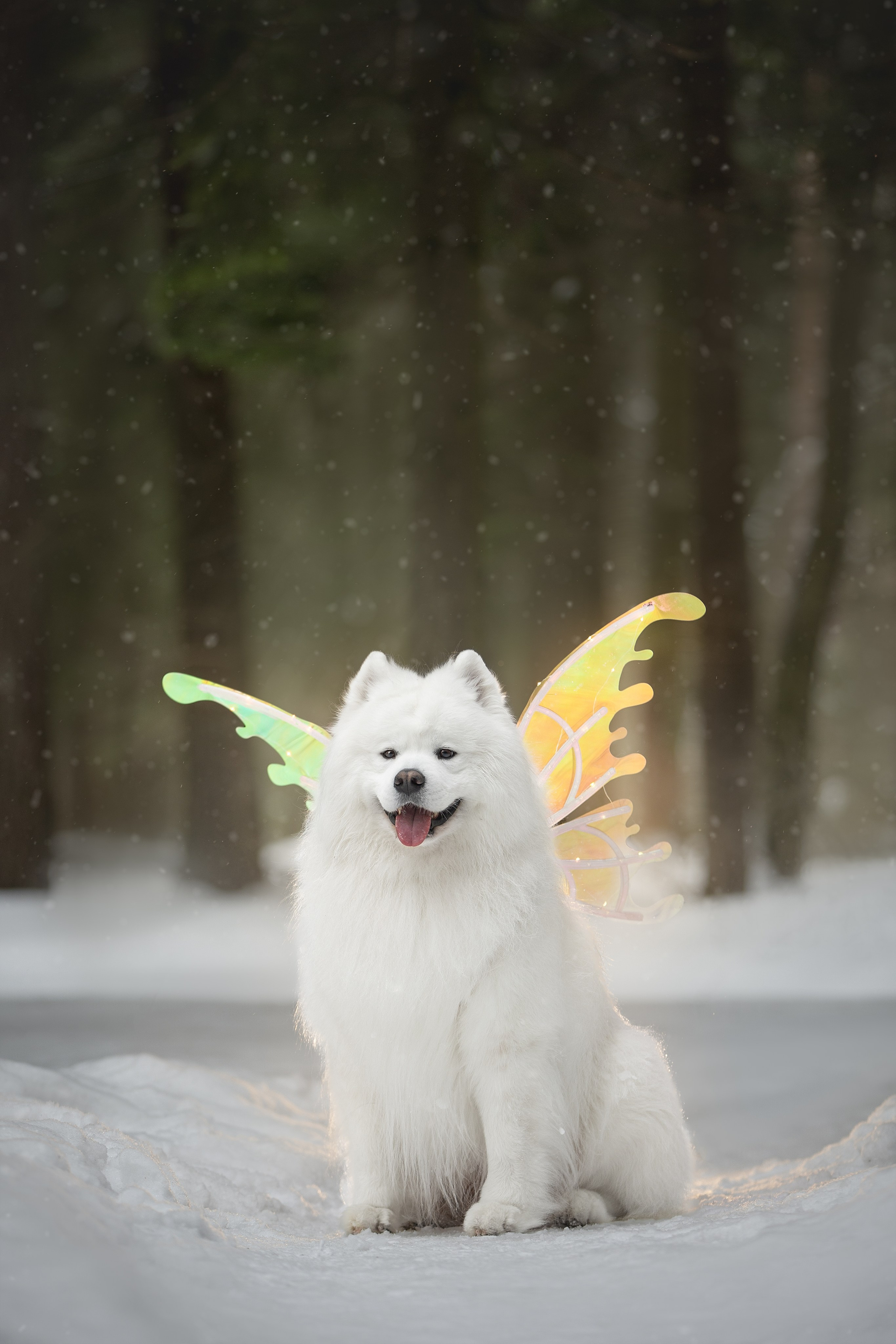 Самоедские мальчишки. Фотограф анималист в Москве Майорова Евгения