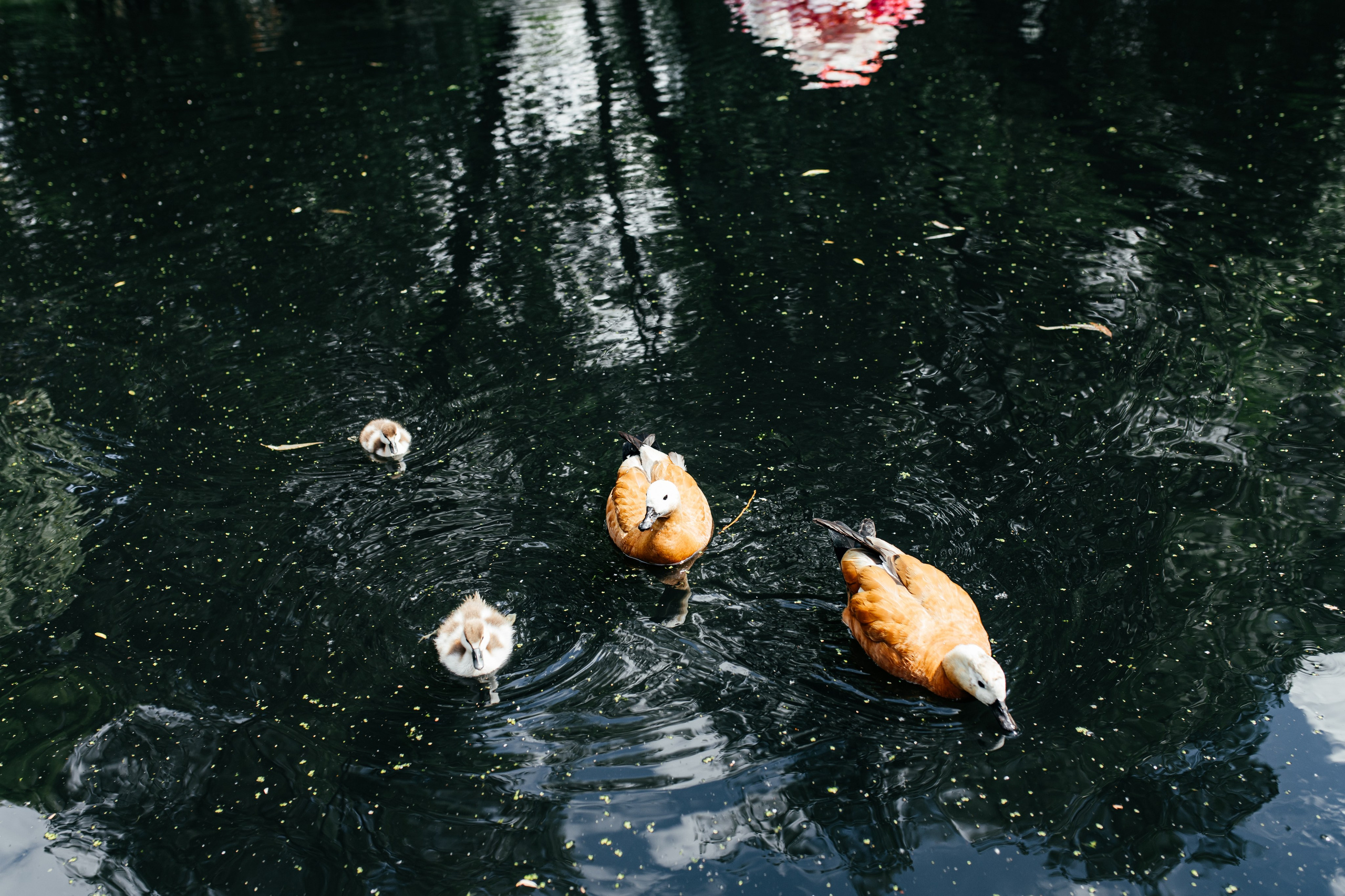 Кирилл & Юлия. Семейный и домашний фотограф в Москве и МО Королева Валерия
