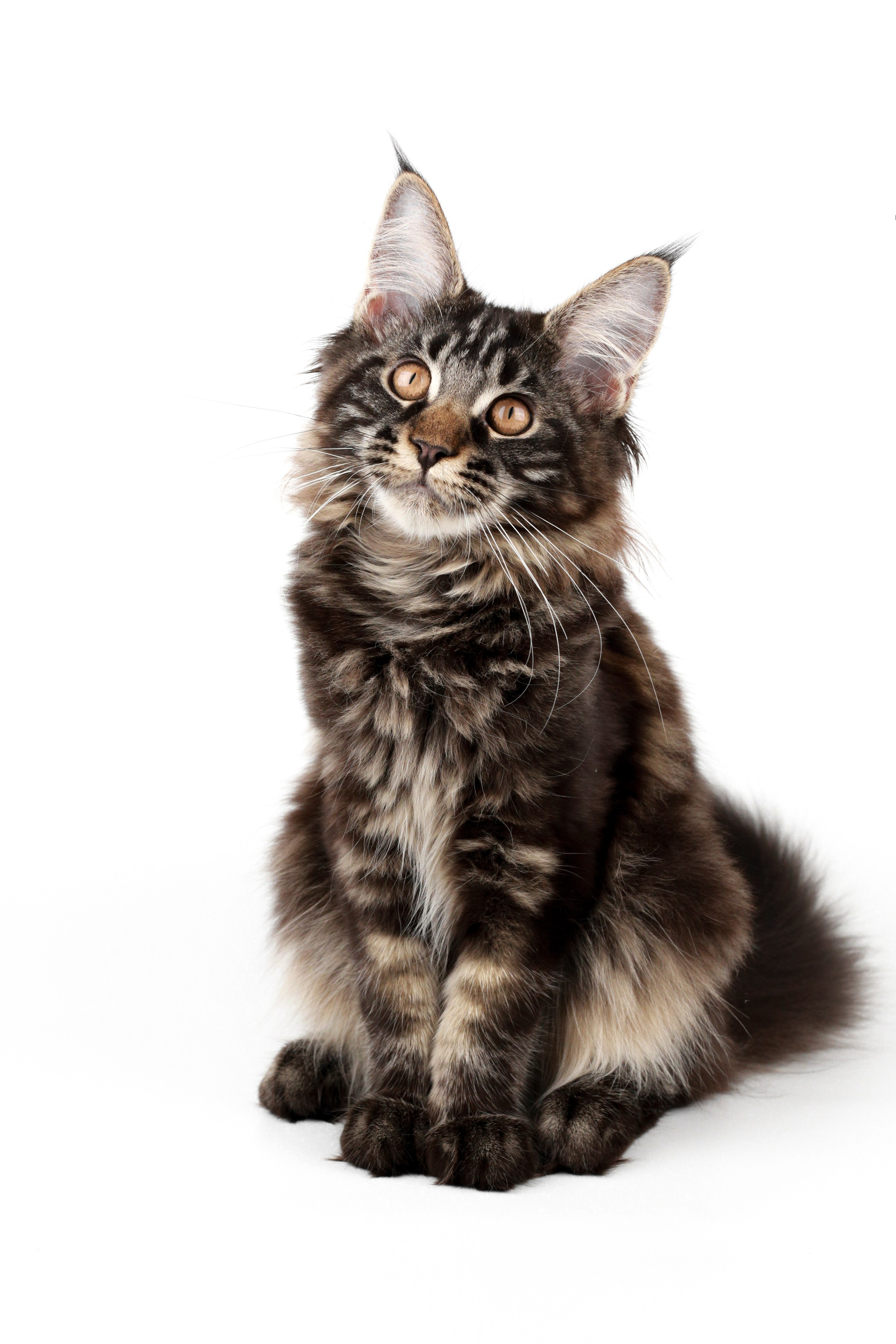 Фотосъемка животных