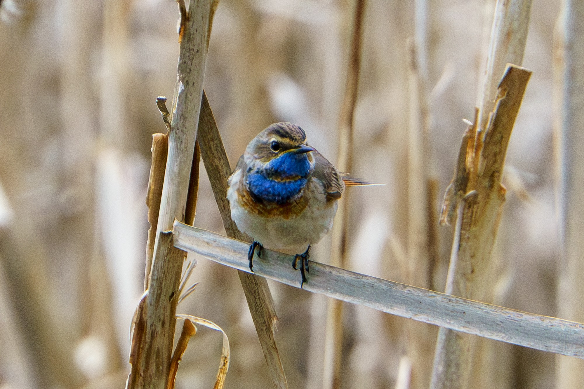 Удивительные мир птиц. Вокруг нас столько прекрасного — присмотритесь!. Ваш личный фотограф Марина Волкова