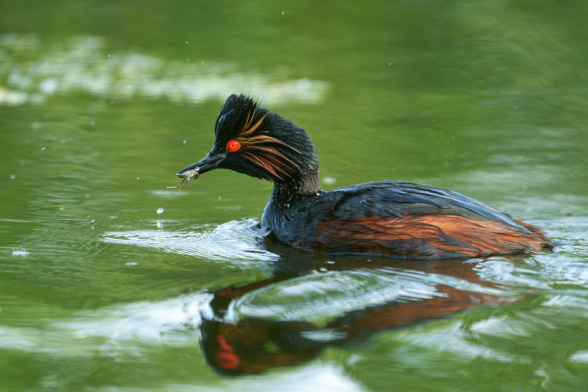Удивительные мир птиц. Вокруг нас столько прекрасного — присмотритесь!. Ваш личный фотограф Марина Волкова