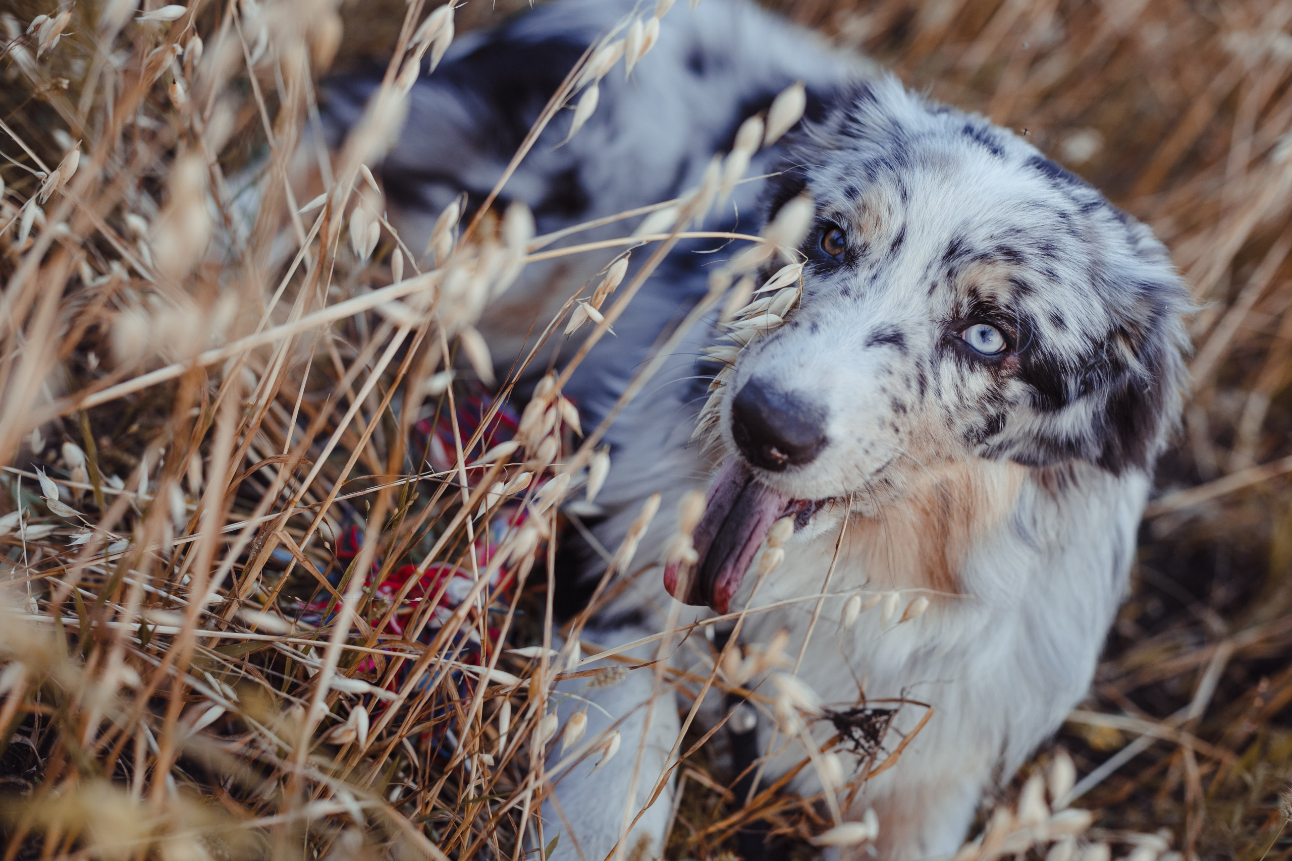 Mike. PHOTOGRAPHER romanoff-egor