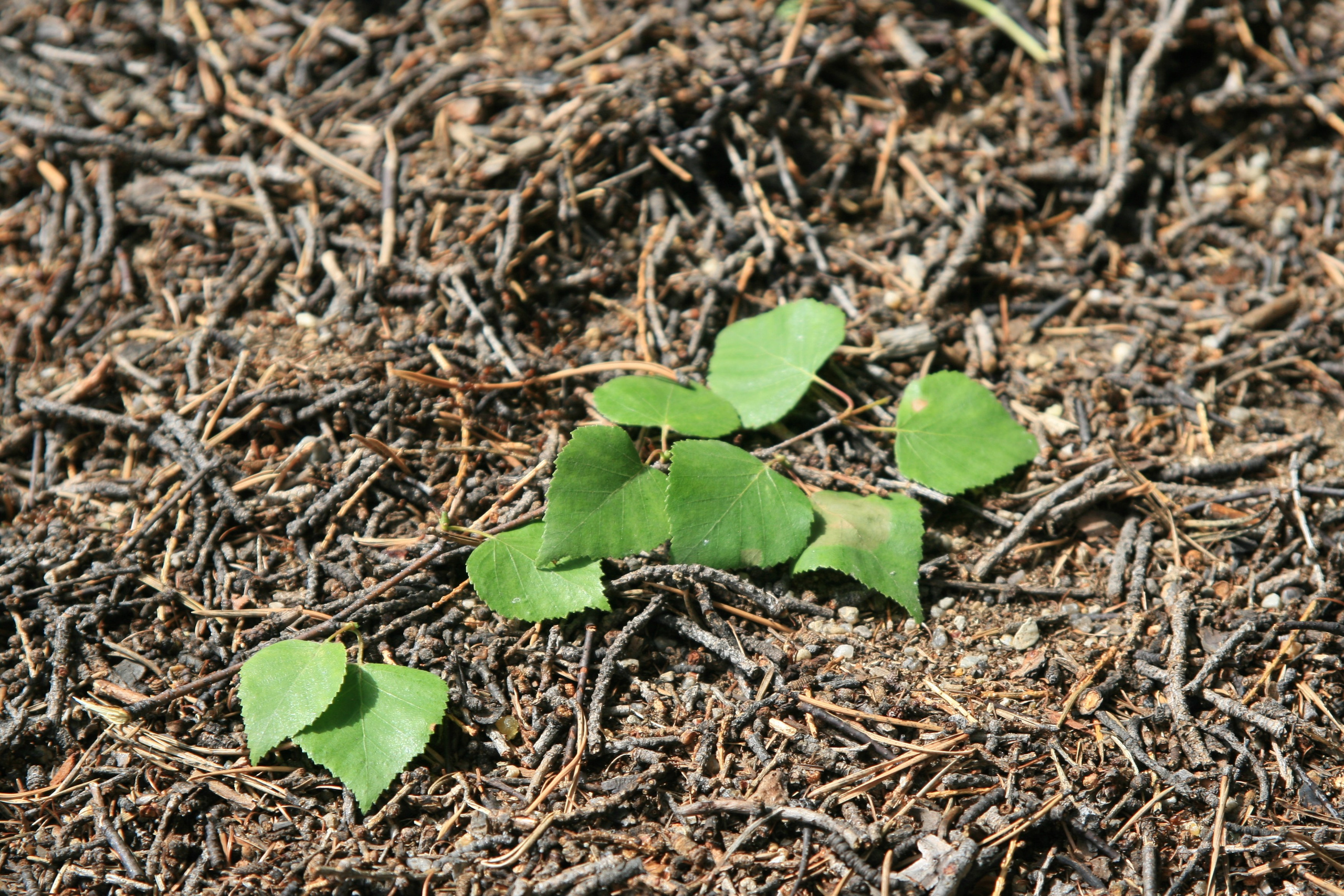 Фото Природы Забайкалья. Студия Максима Белослюдцева