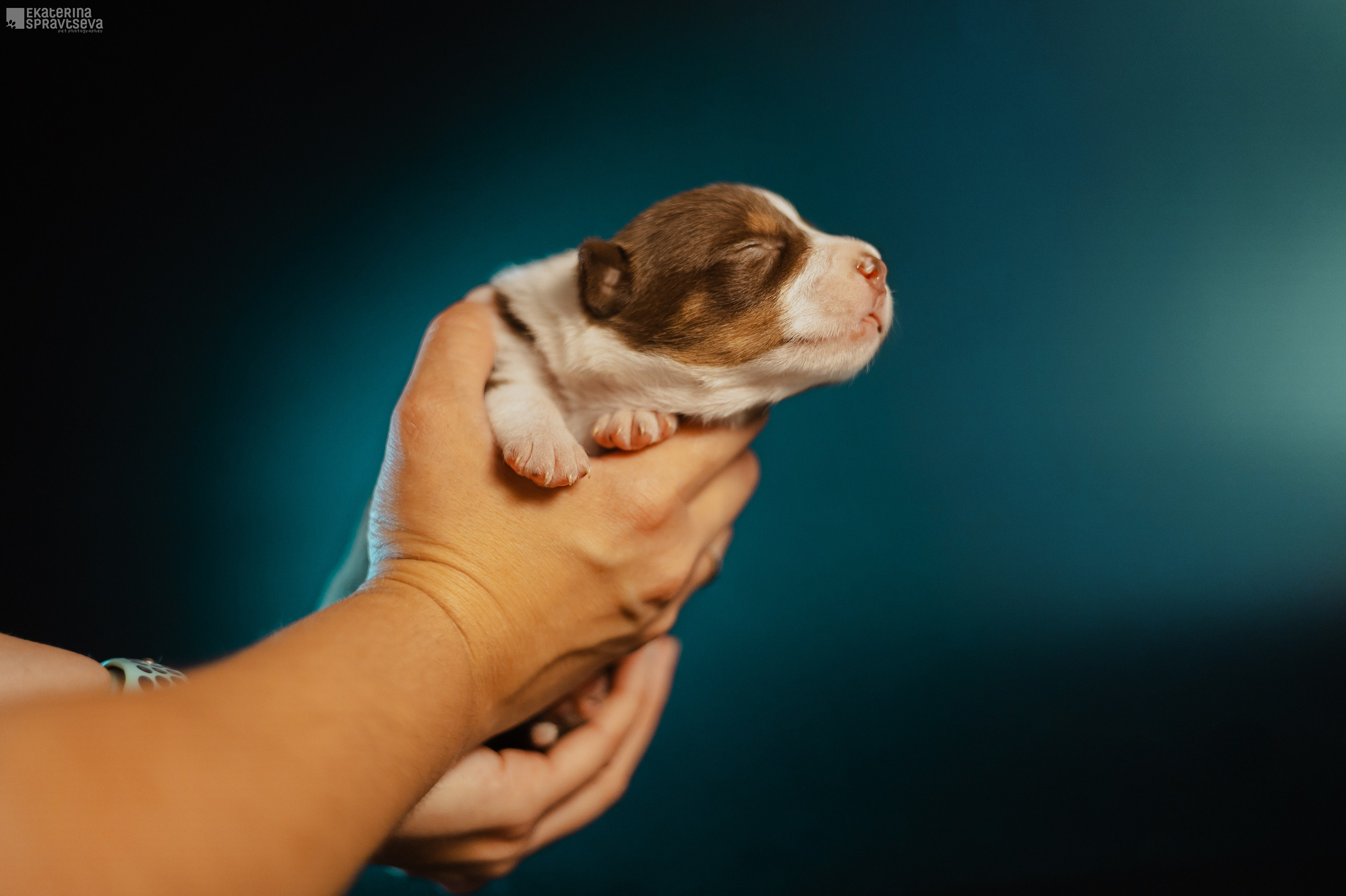 Щенки бордер колли от Ап х Ра. Фотограф Анималист Екатерина Справцева в Нижнем Новгороде