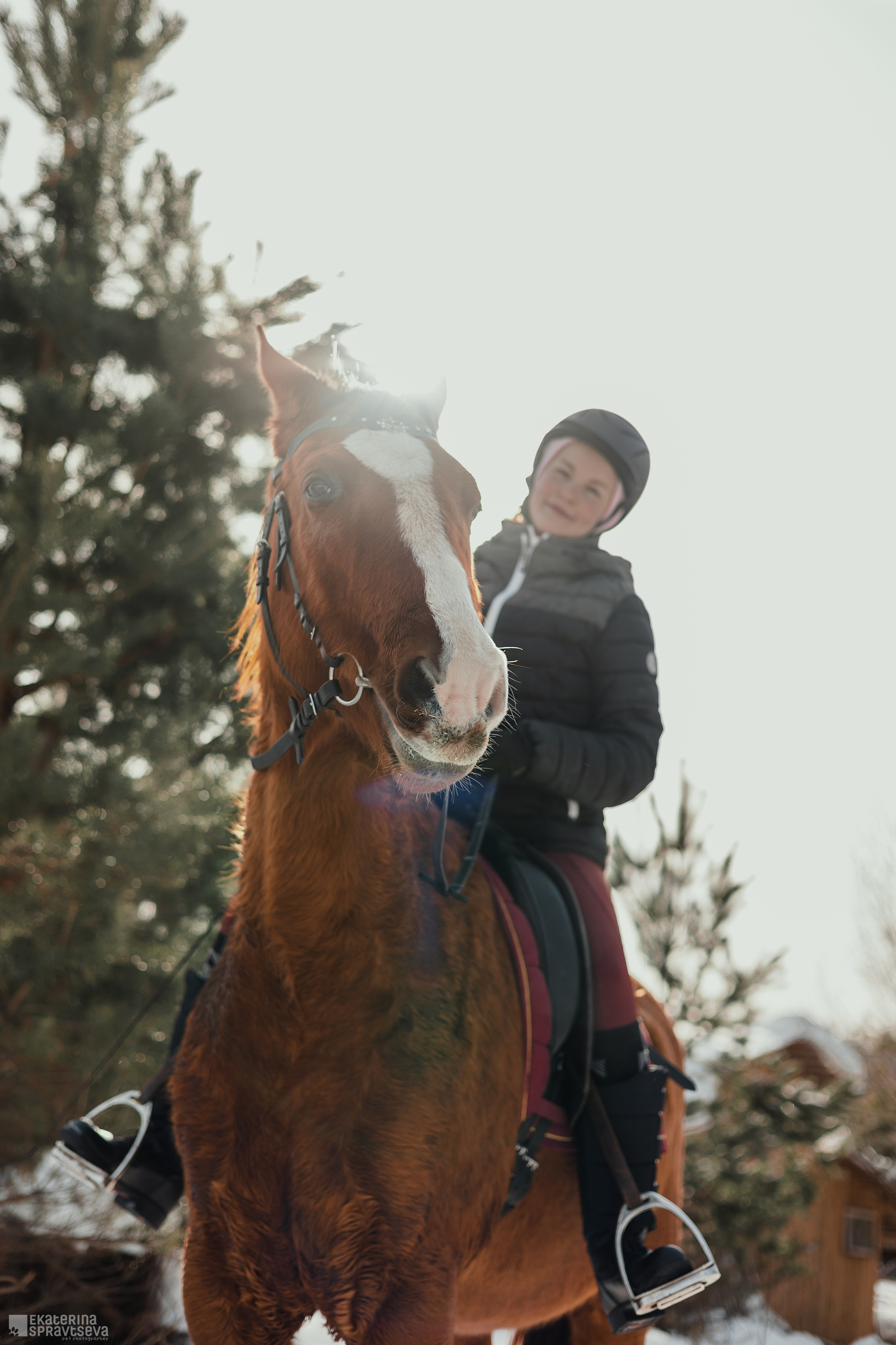 Среди грив и копыт. Фотограф Анималист Екатерина Справцева в Нижнем Новгороде