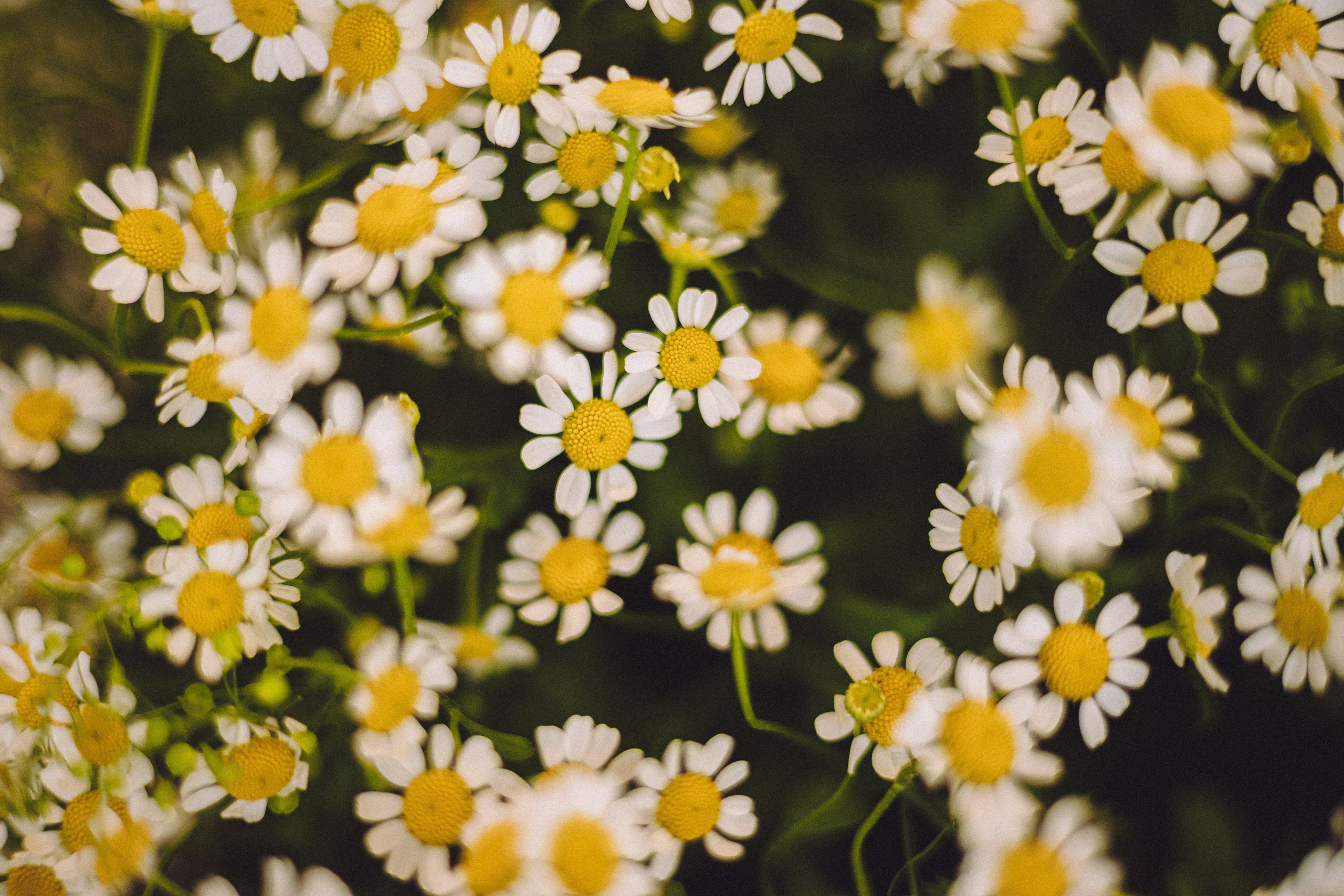 День Рождения пуделя Глаши