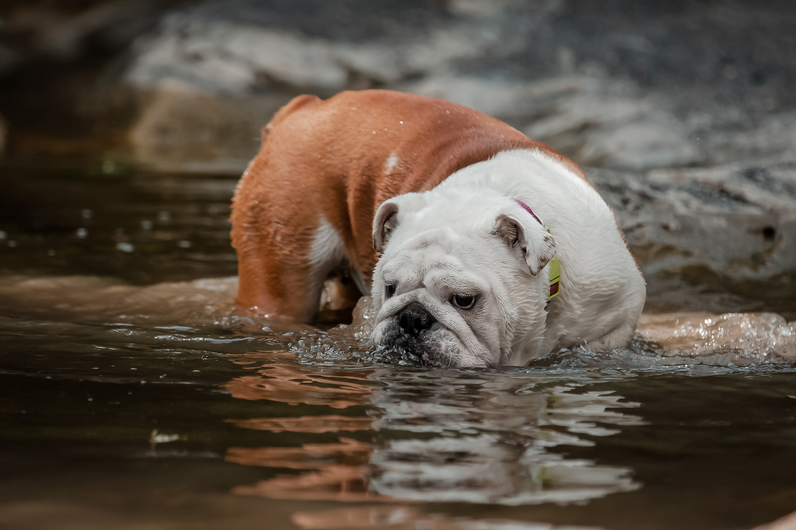 Фотосессия английского бульдога на речке. Фотограф-анималист в Краснодаре Маша Мельникова