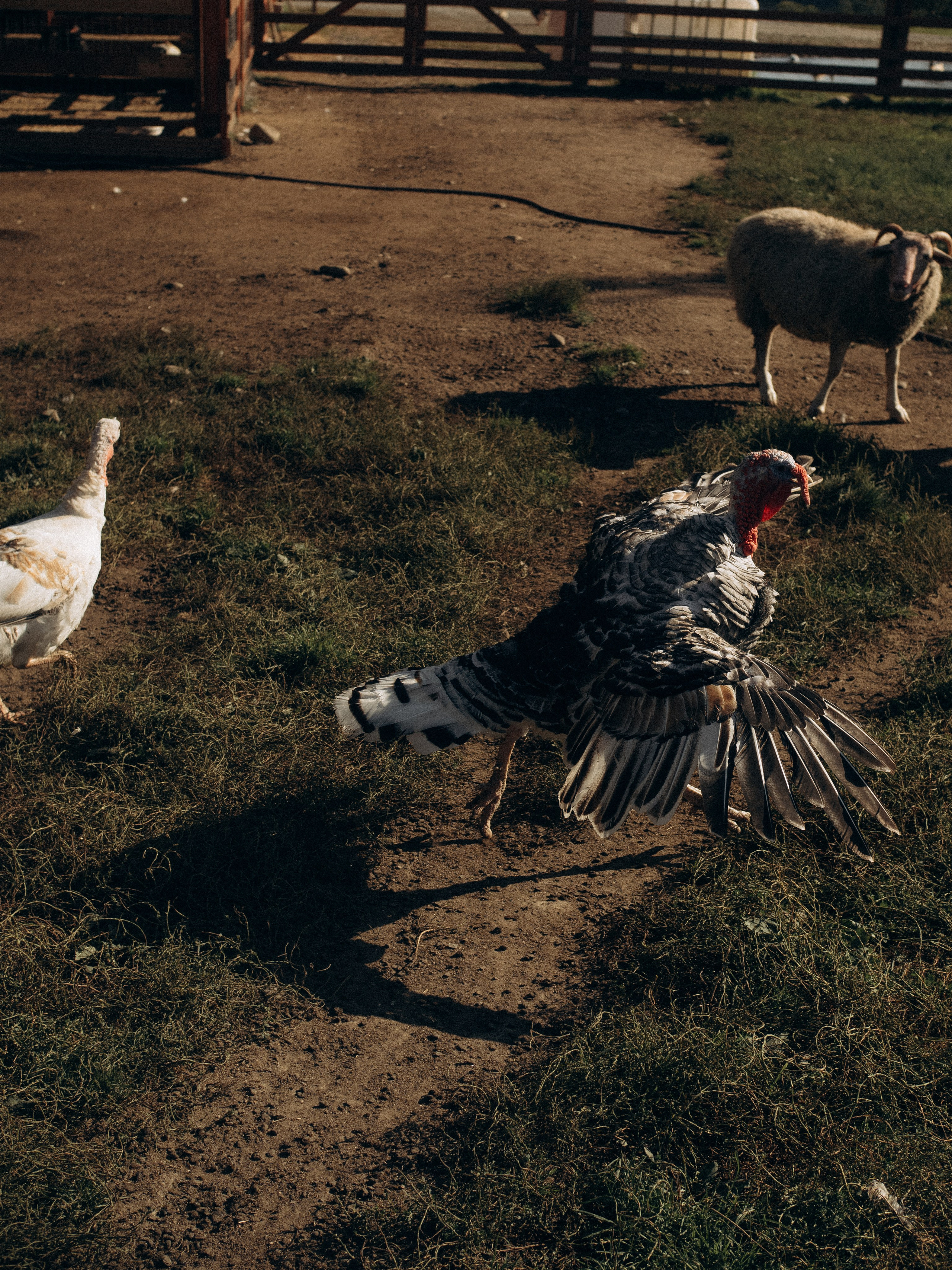 Fam2. Фотограф в Сортавала Карина Буглакова
