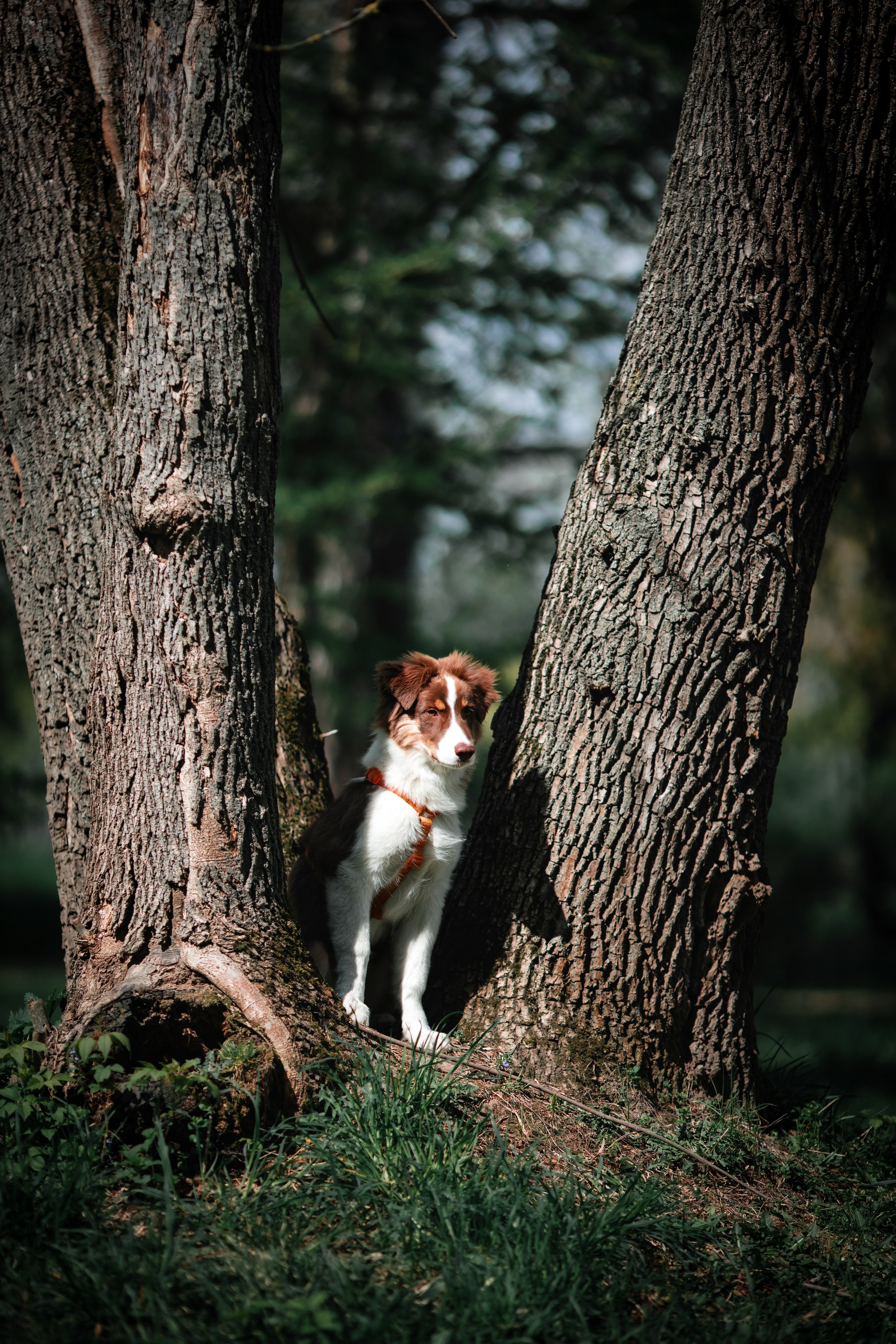 Арья. Художник и Фотограф Тимохина Юлия