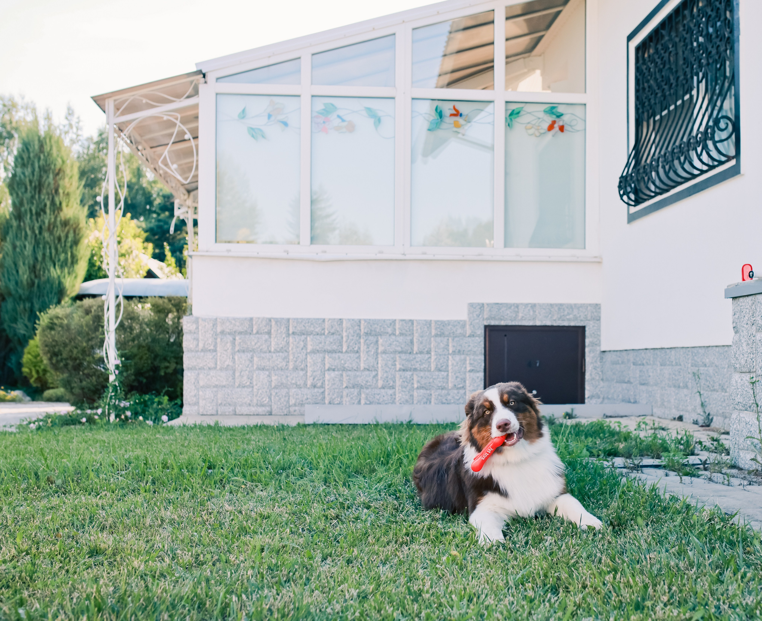 Аусси 2. Фотограф репортажей и стритфотосессий в Москве Людмила Смирнова