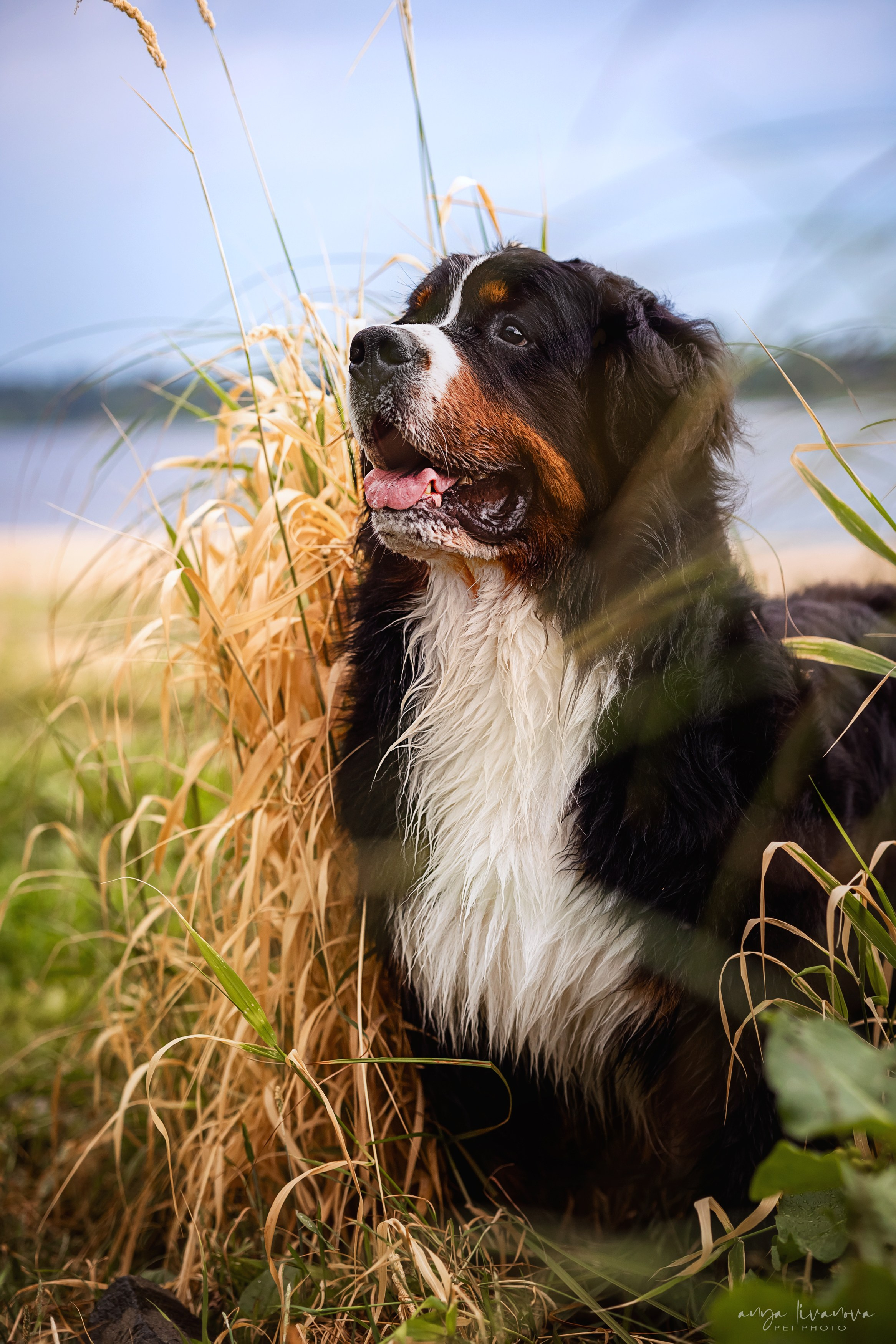 Маша и Буч. Фотограф анималист Аня Ливанова | Рыбинск