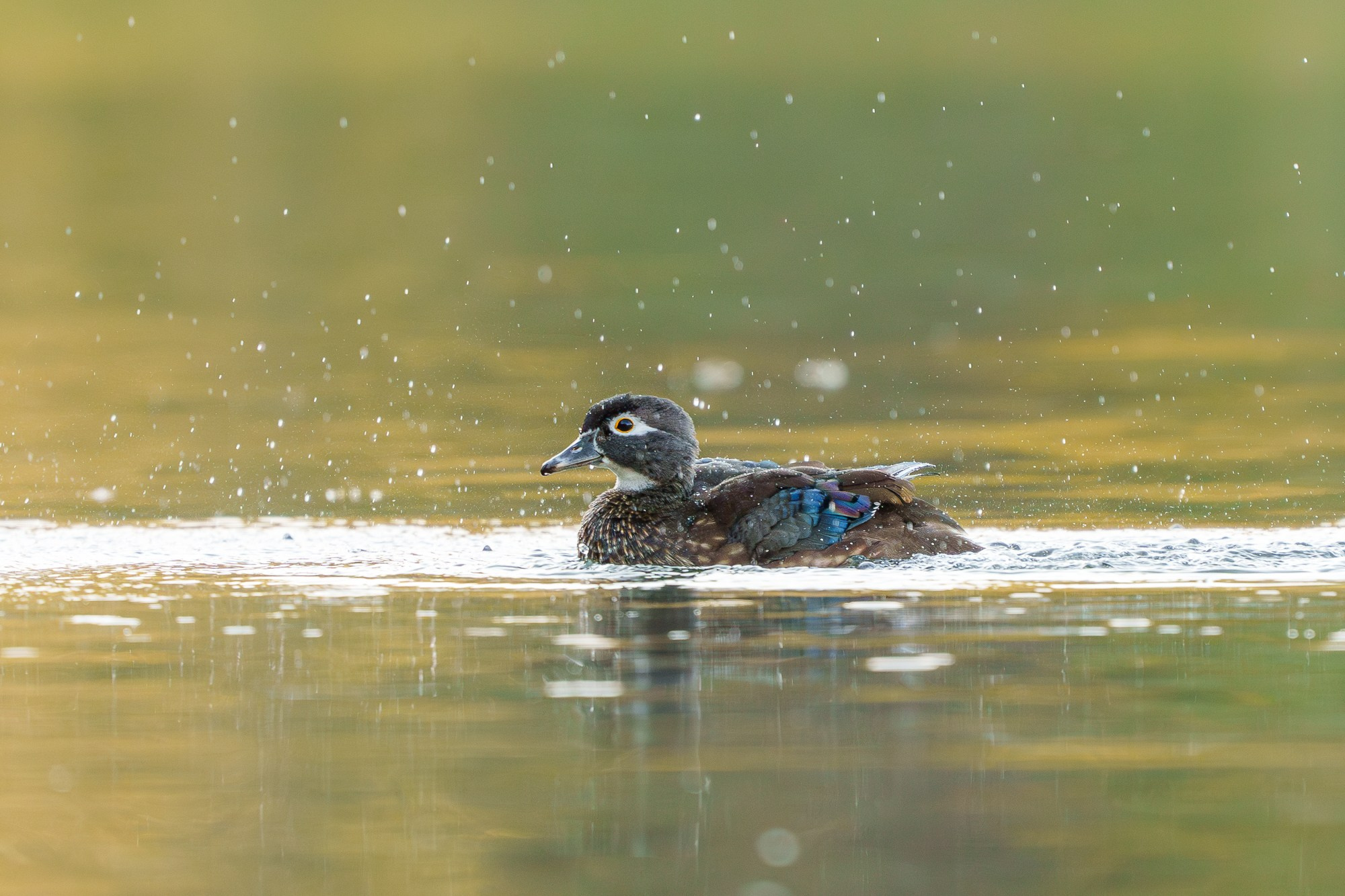 Удивительные мир птиц. Вокруг нас столько прекрасного — присмотритесь!. Ваш личный фотограф Марина Волкова