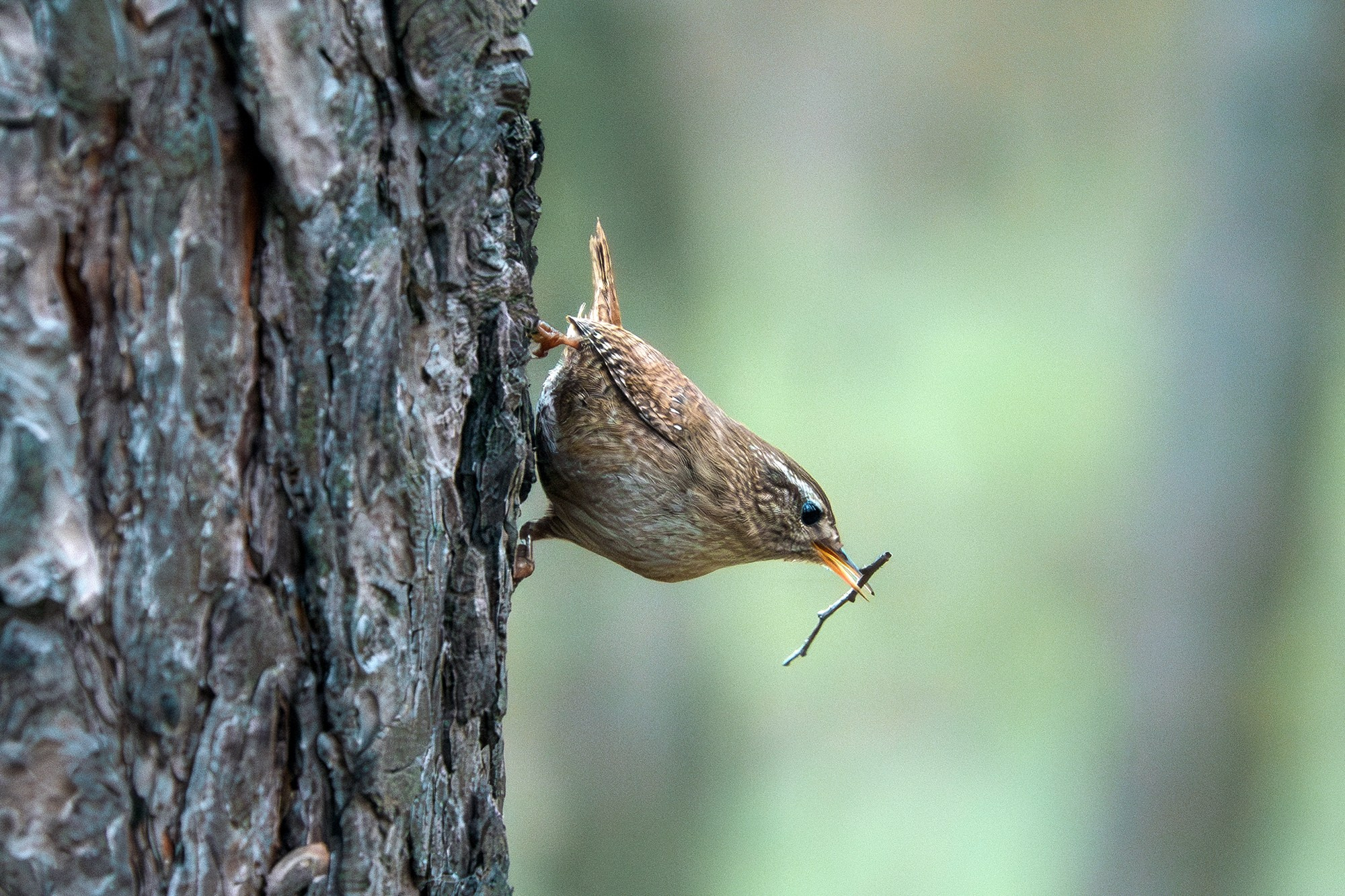 Удивительные мир птиц. Вокруг нас столько прекрасного — присмотритесь!. Ваш личный фотограф Марина Волкова