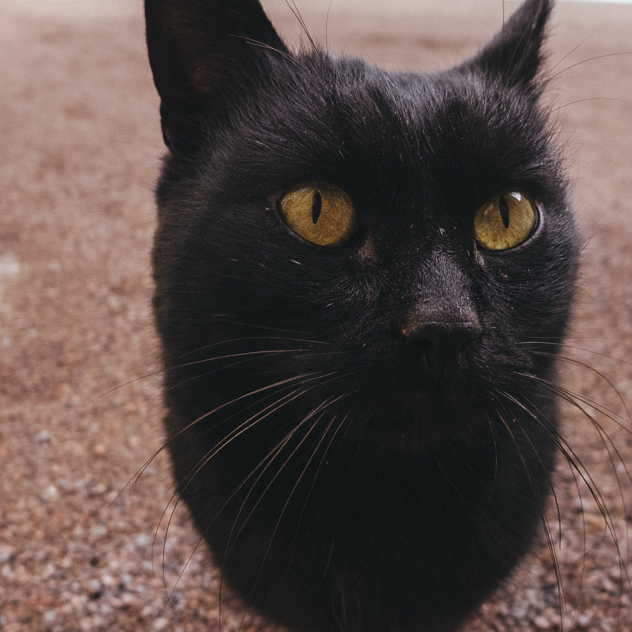 Grand Gatchina Palace. <3