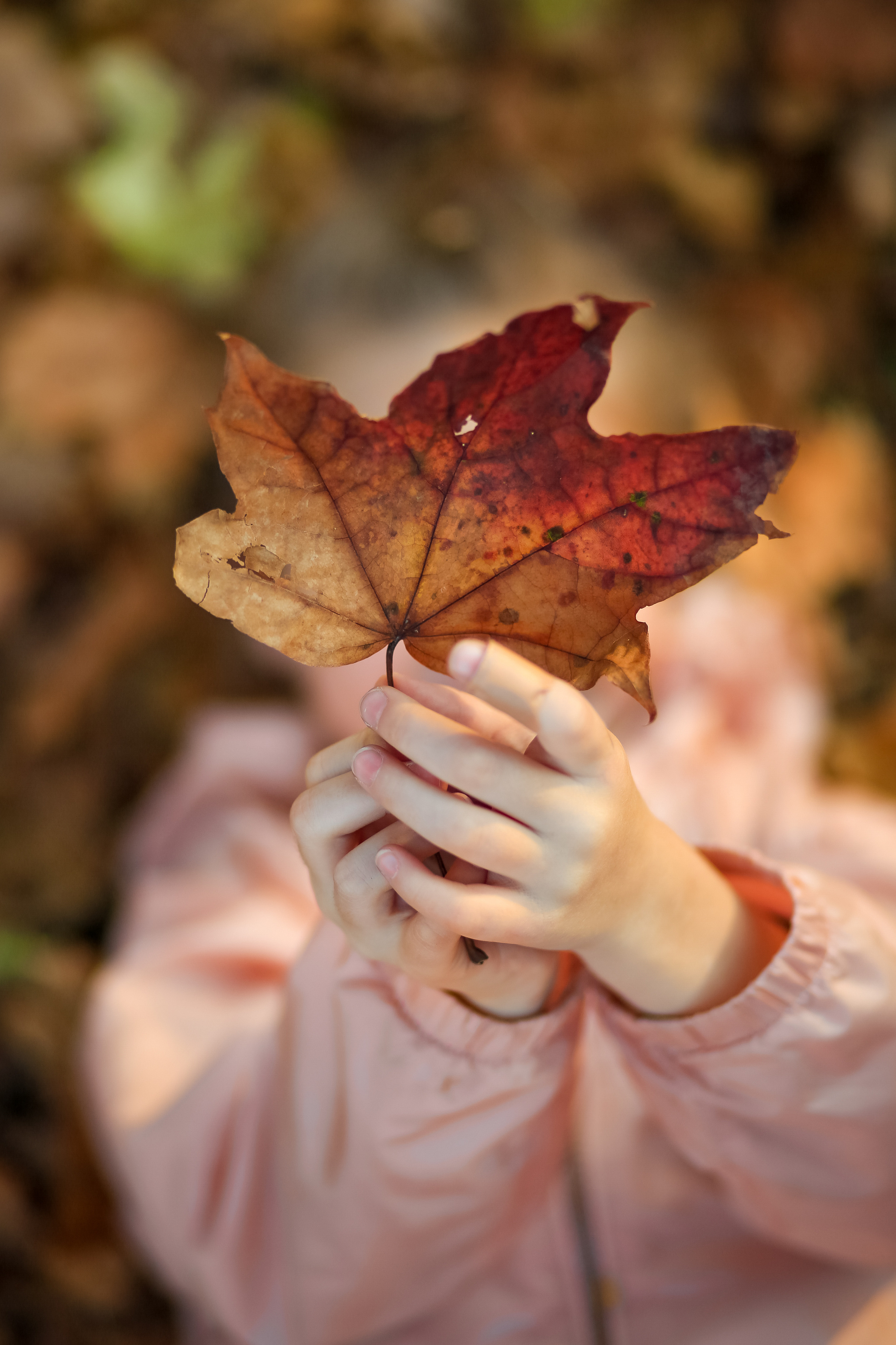 Ботанический сад. Осенняя фотопрогулка. Отбасылық фотограф Алена Шаталова