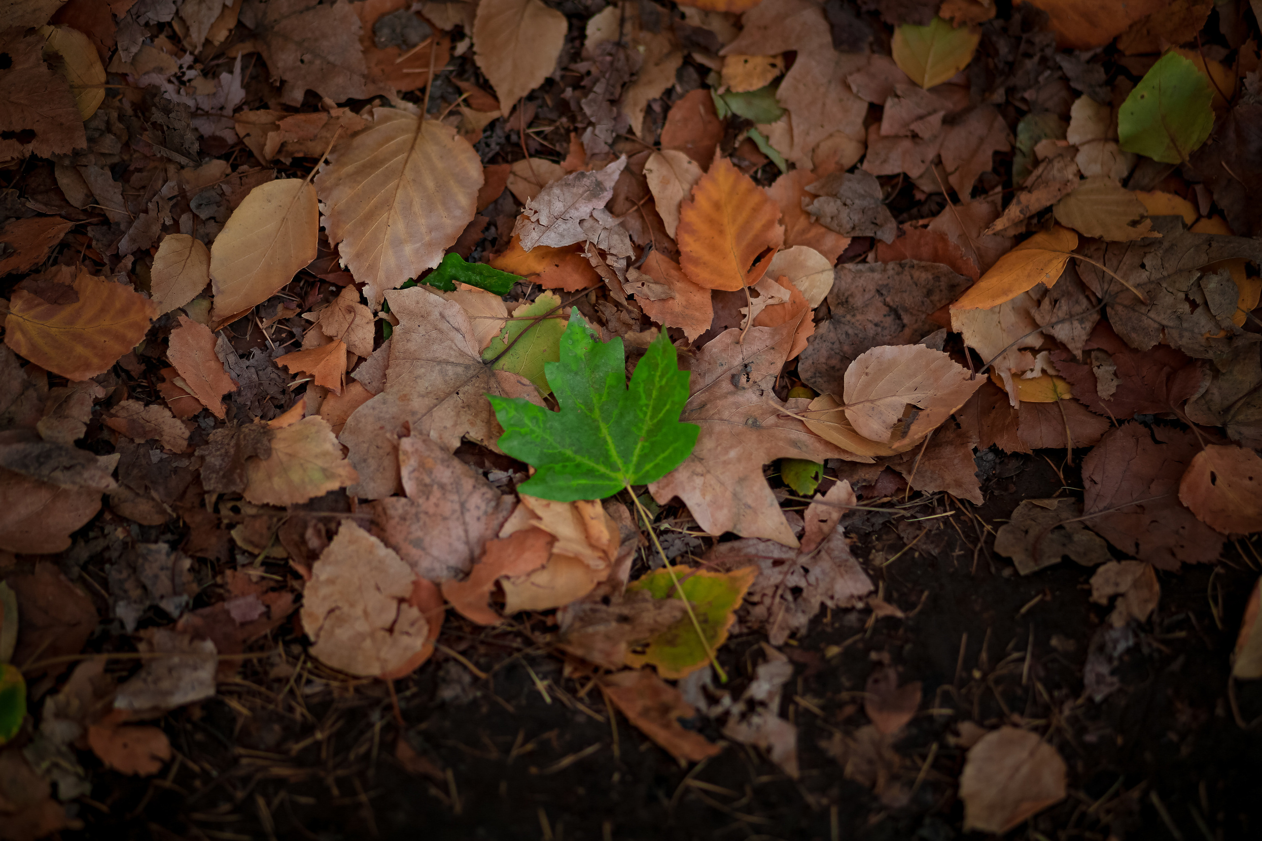 Ботанический сад. Осенняя фотопрогулка. Отбасылық фотограф Алена Шаталова