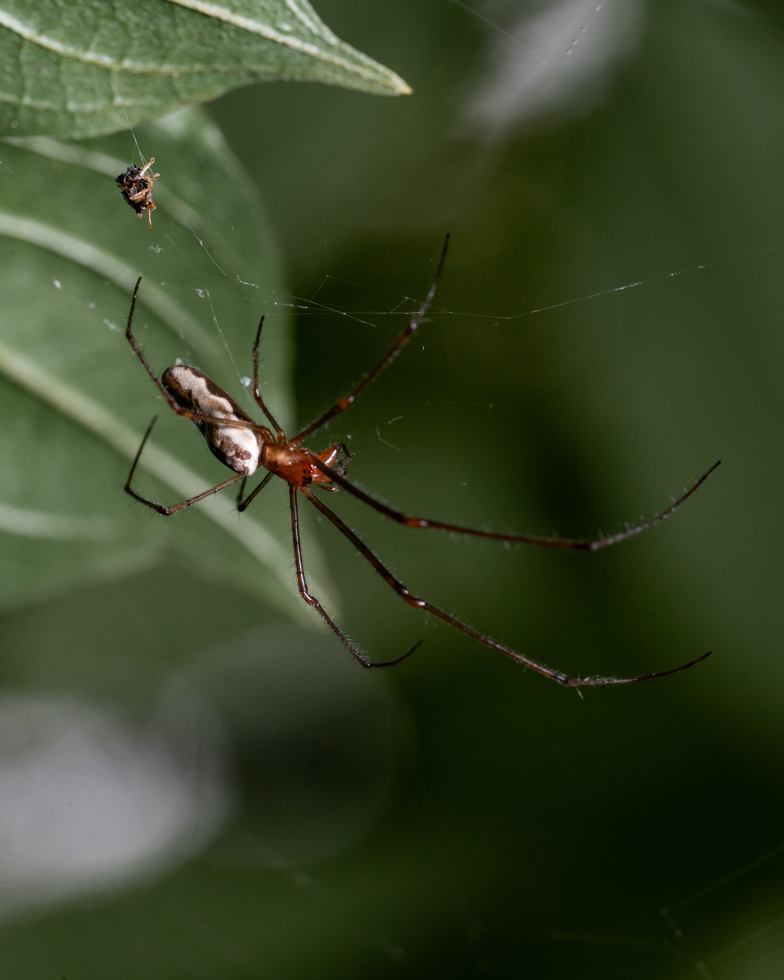 МАКРО. Фотограф в Алматы Артемий Матюнин