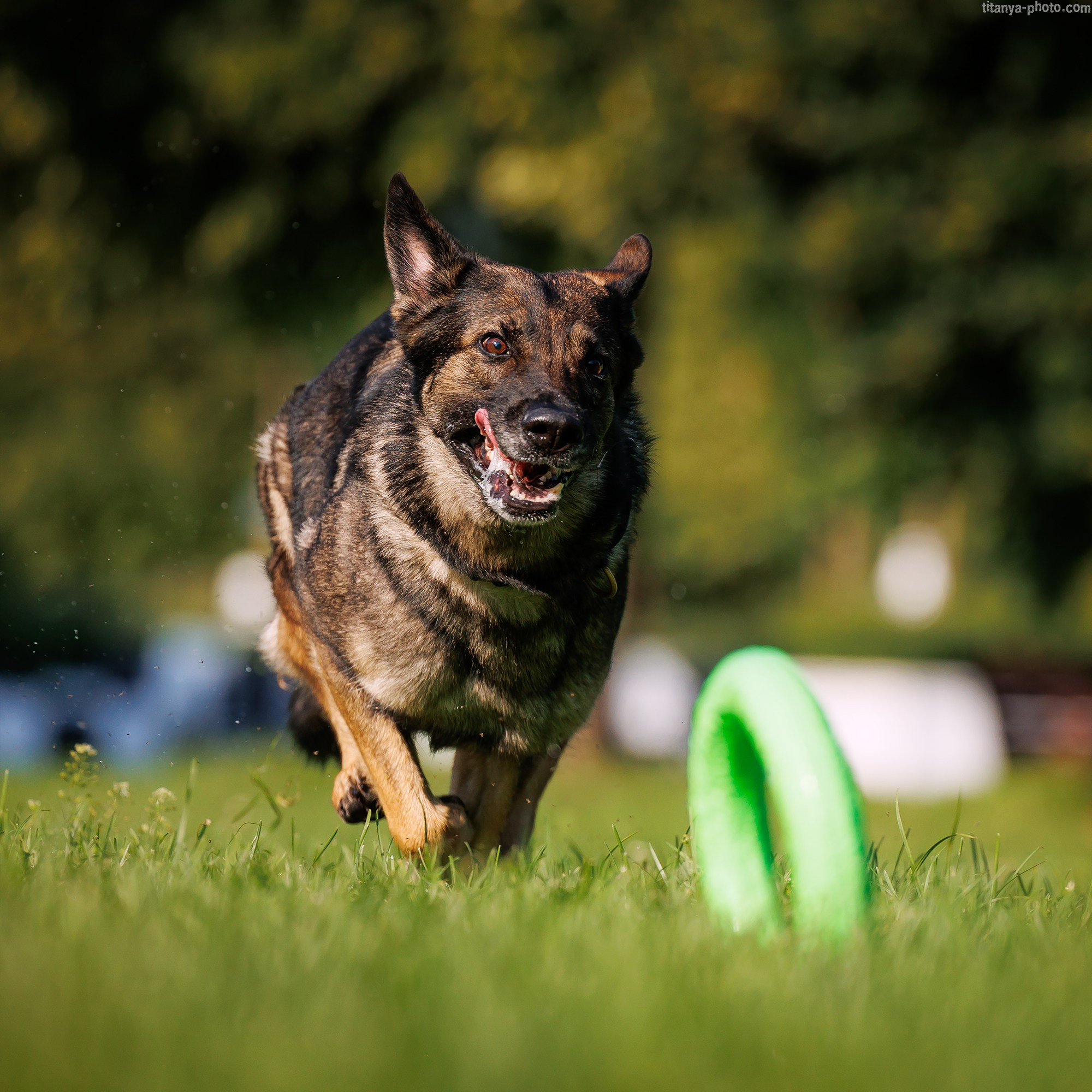 Маша и Харпи. Фотограф собак, фотограф-анималист Аня Титова (Titanya). Москва