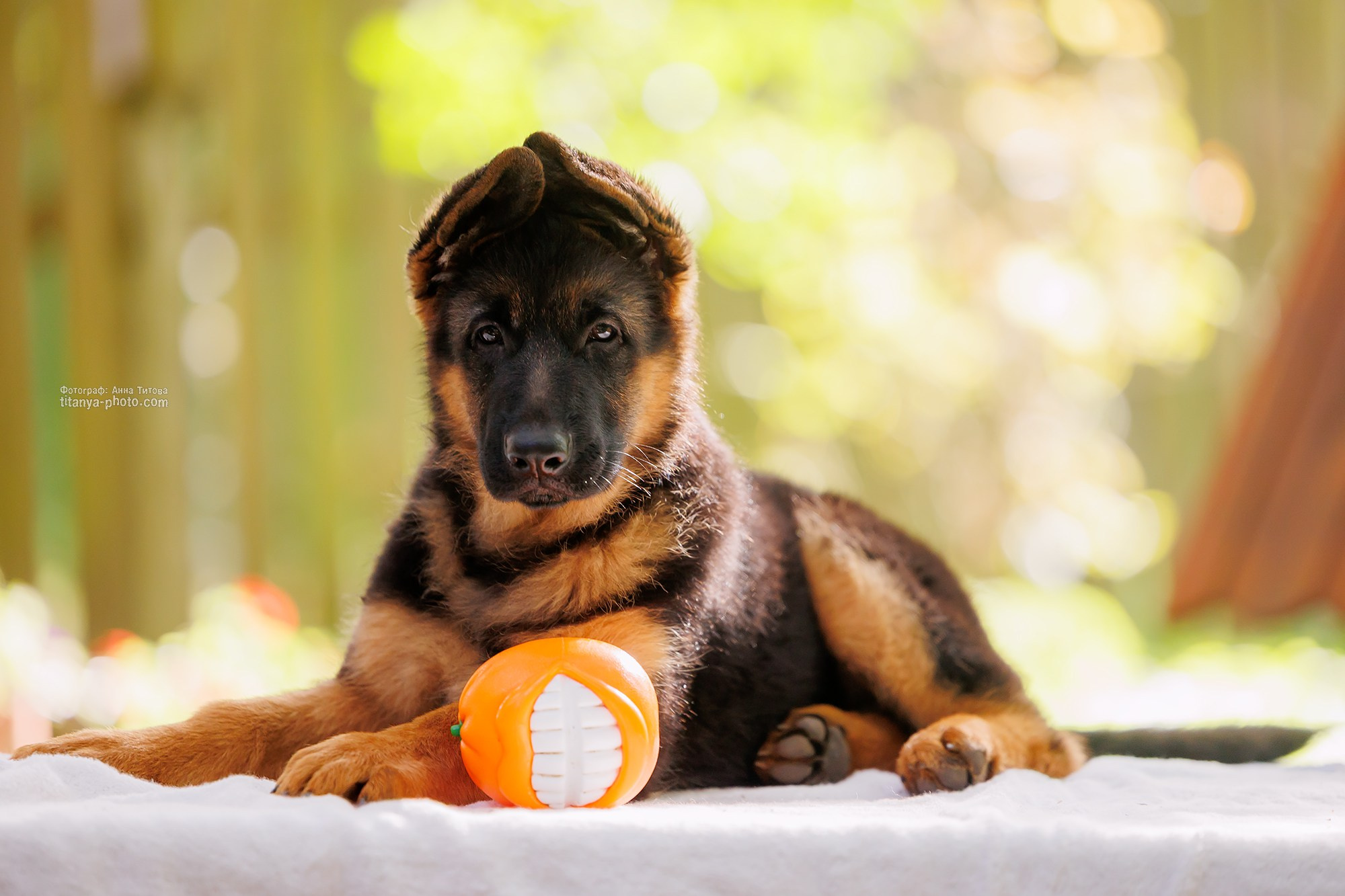Щенки немецкой овчарки. Фотограф собак, фотограф-анималист Аня Титова (Titanya). Москва