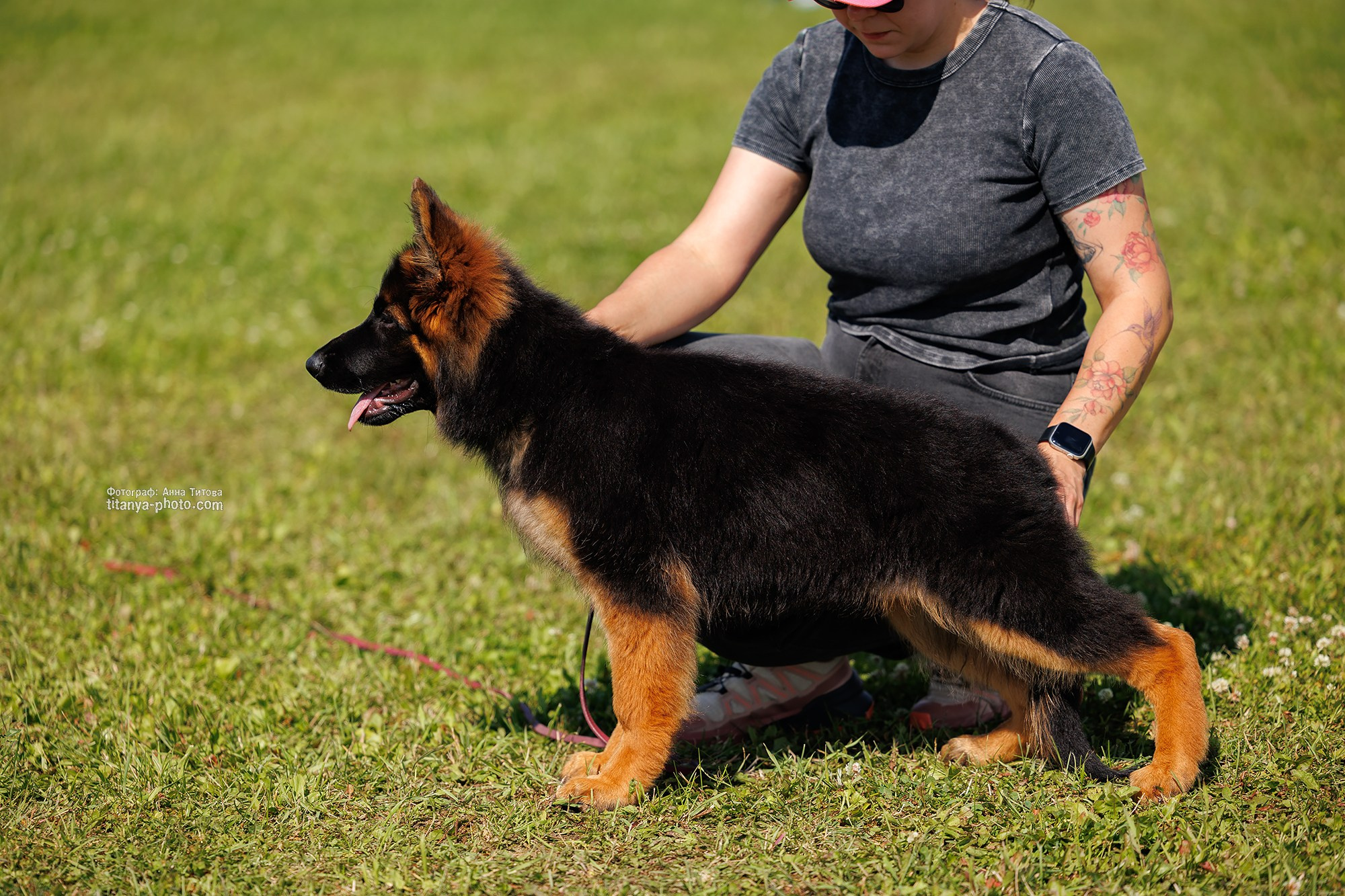 Немецкие овчарки: фото из рингов и вне ринга, мутпроба (фотографии с выставок). Фотограф собак, фотограф-анималист Аня Титова (Titanya). Москва