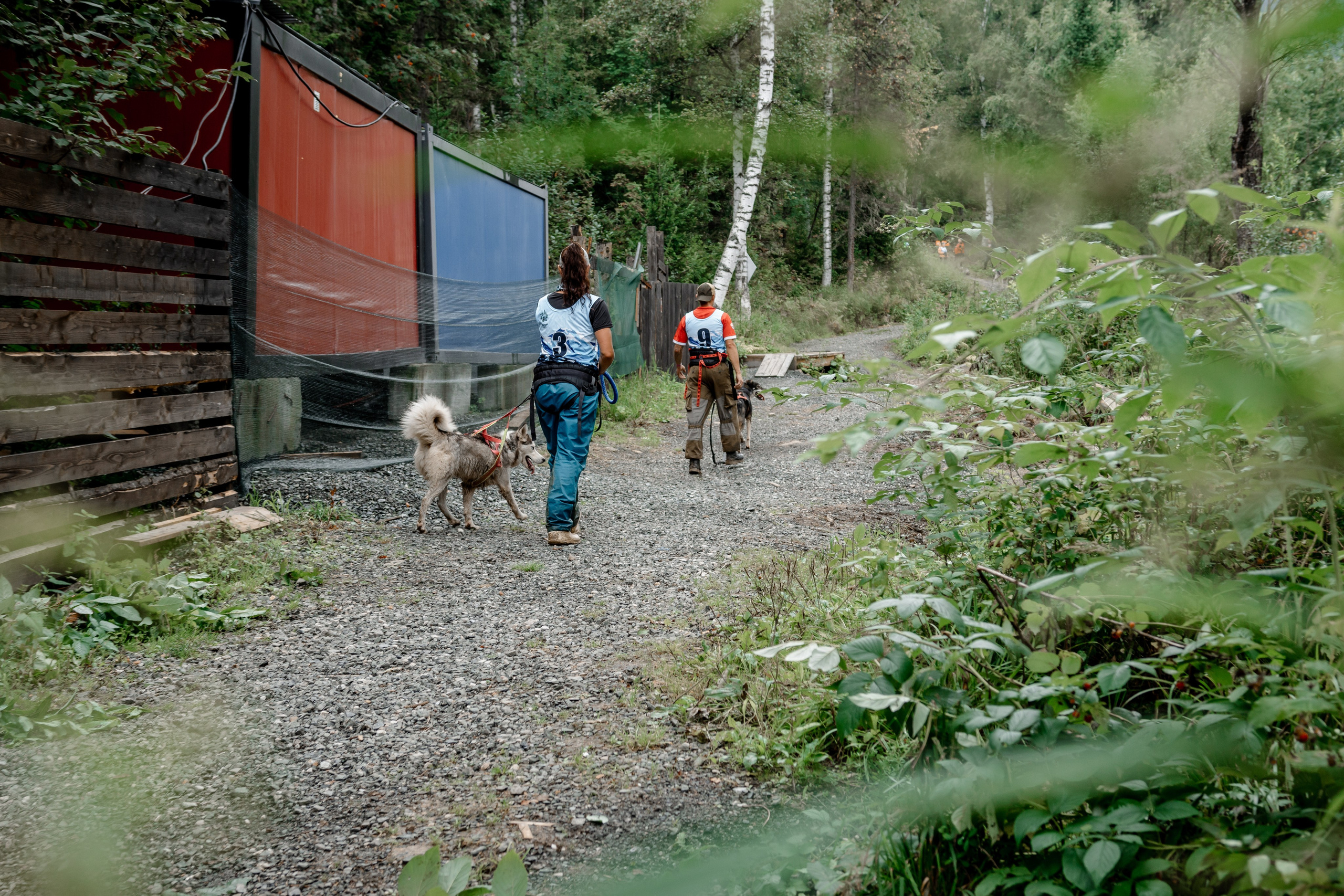 Дог-треккинг