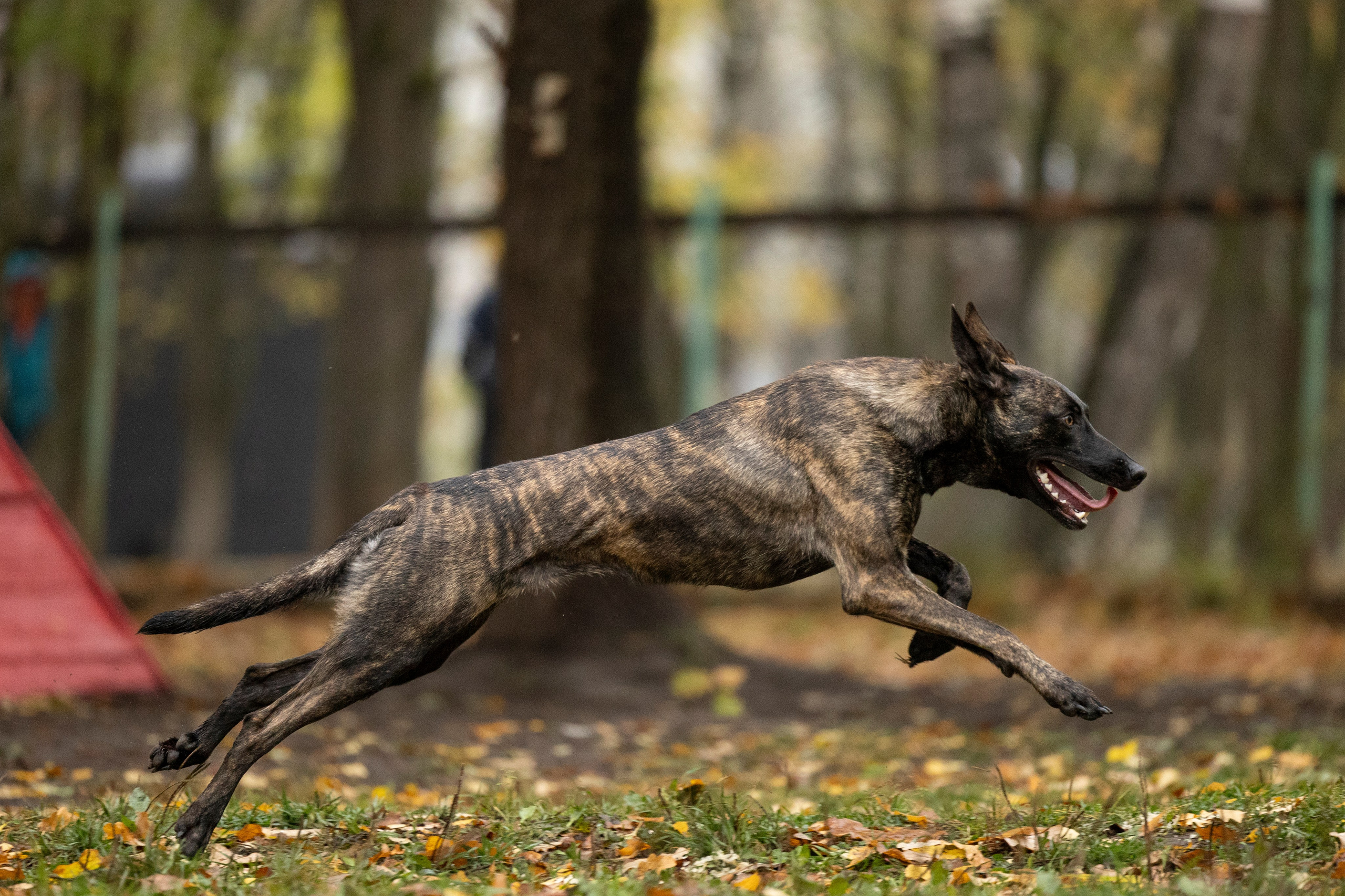 Соревнования по Мондьорингу г. Вологда. Фотограф-анималист Анна Маринич