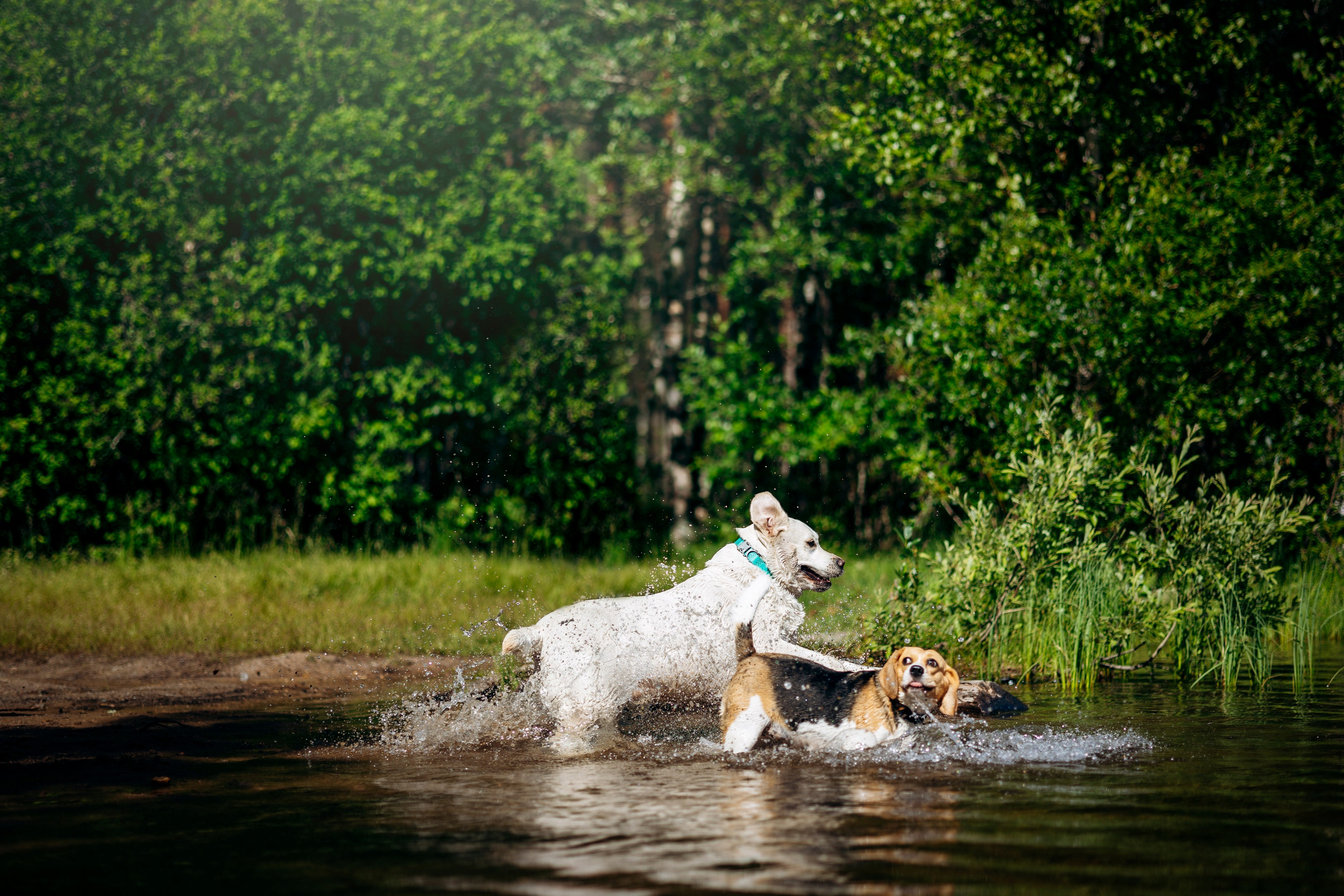 Котофеи и их семья. Фотограф — Анималист | Санкт-Петербург