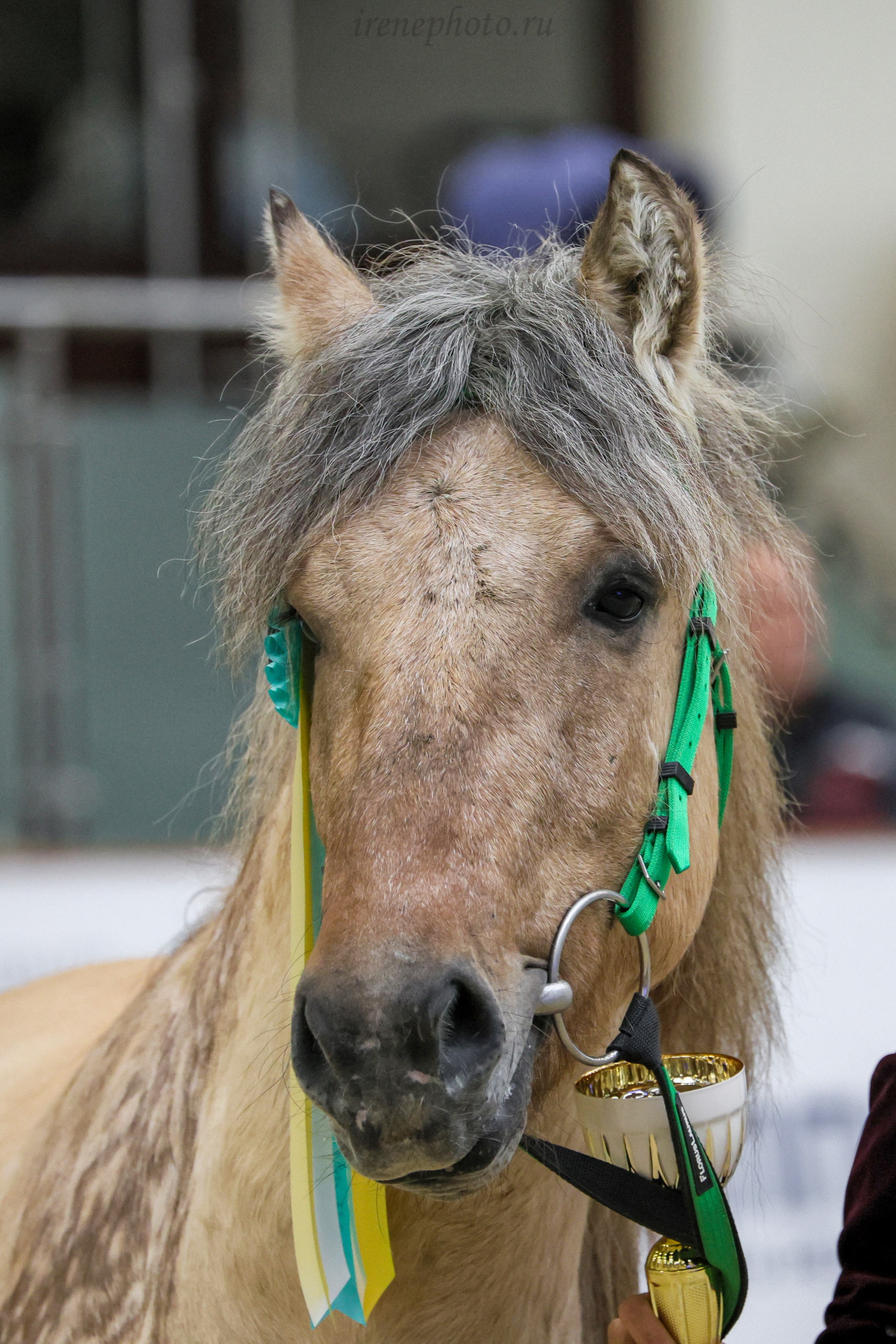 Конная Россия 2024. Irenephoto.ru