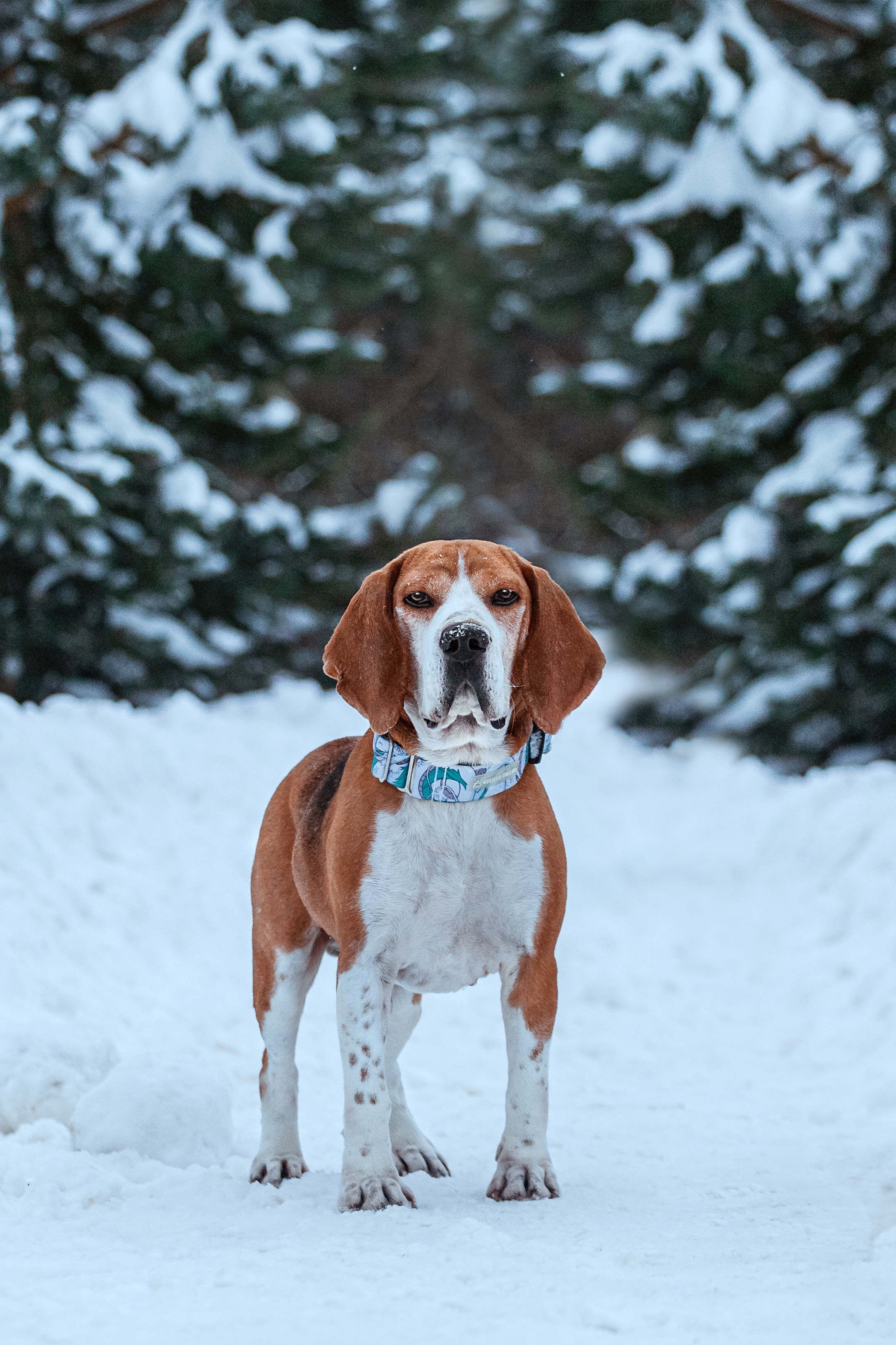 Дом для Биглей 2023. Фотограф-анималист Татьяна Степанова