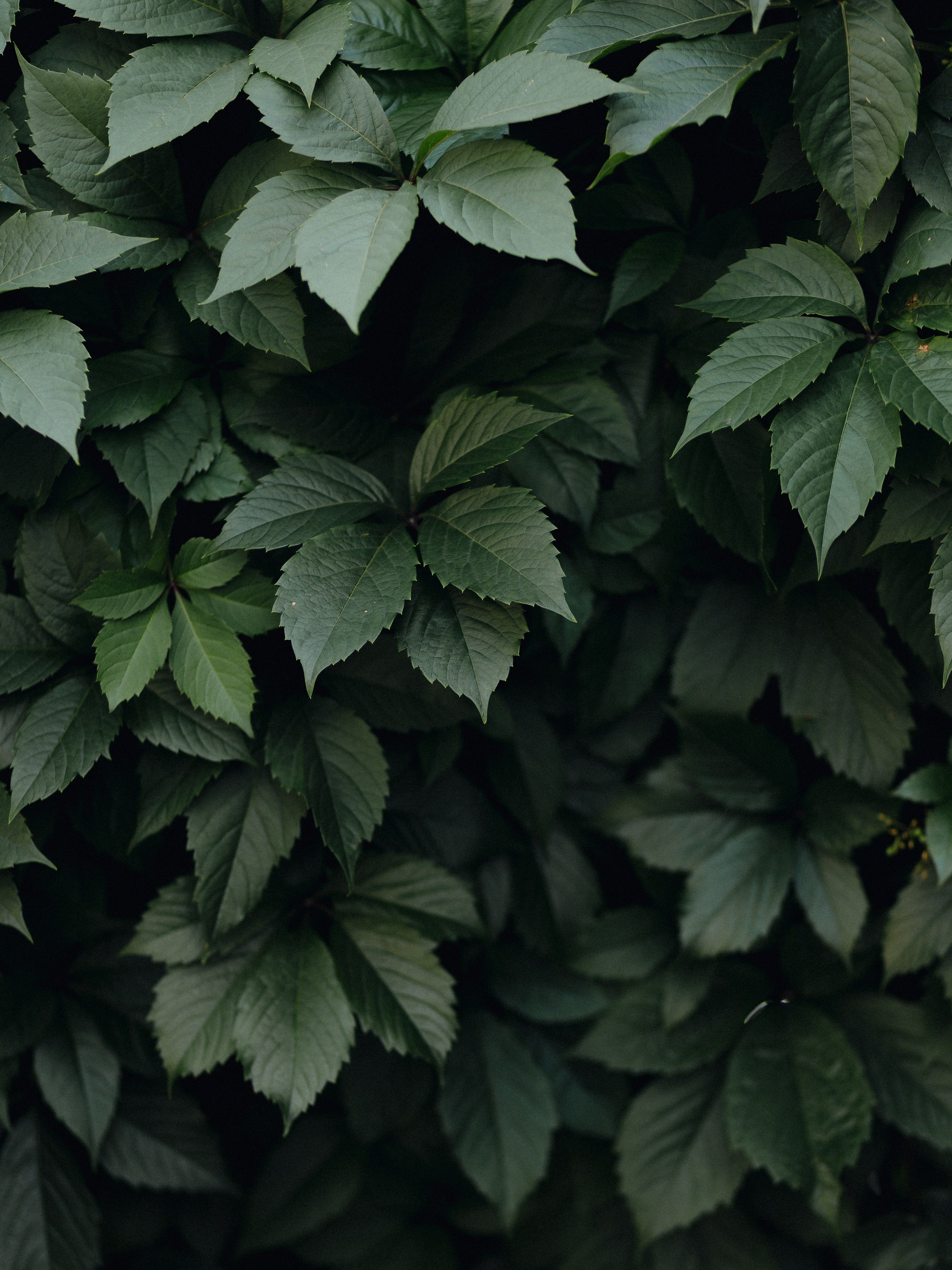 АЛИНА И ЕГОР, ПЕГАС. Свадебный и индивидуальный фотограф в Челябинске Евгения Негодяева