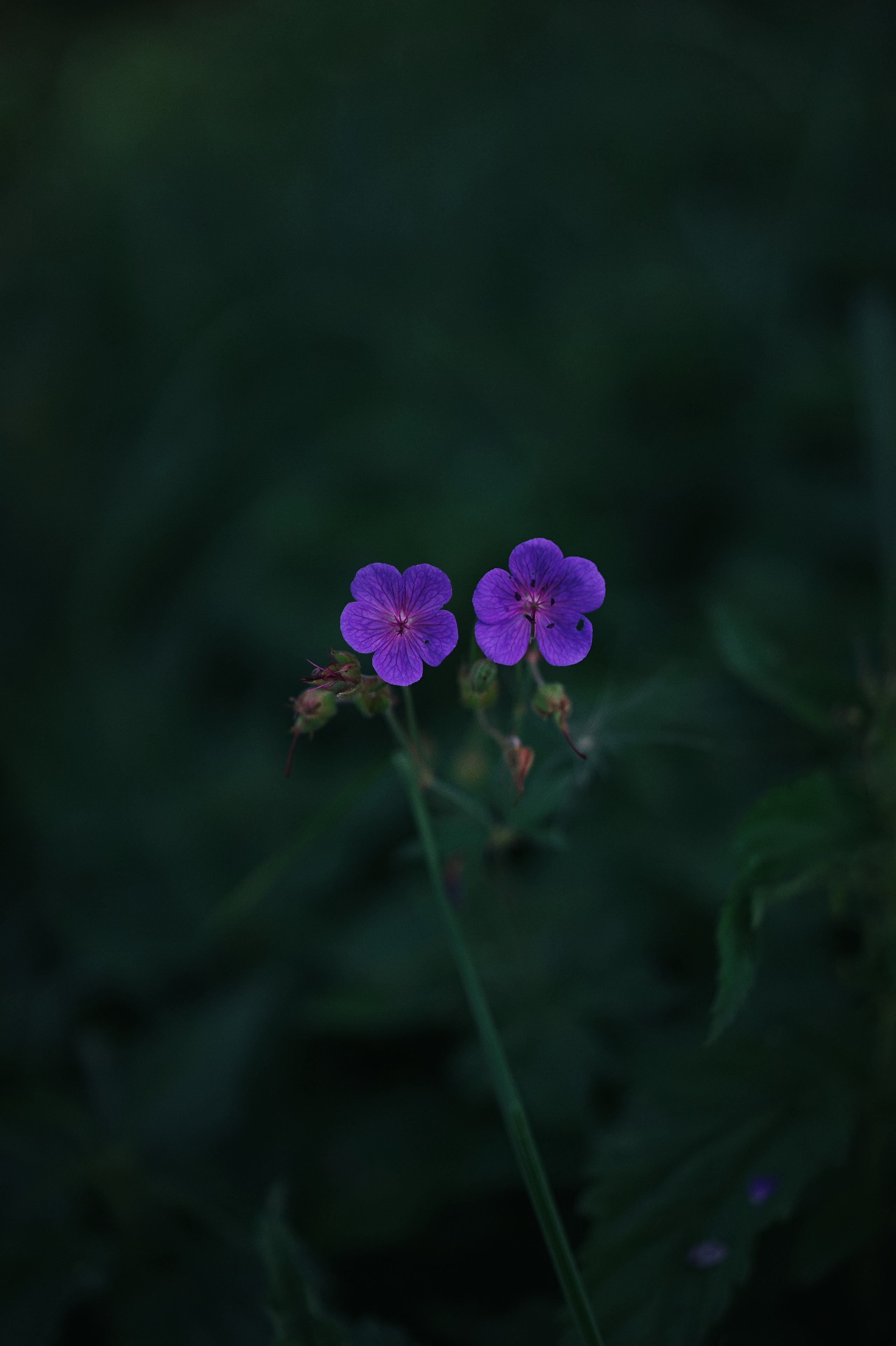 Nature. Ксения Копна. Фотограф из Санкт-Петербурга