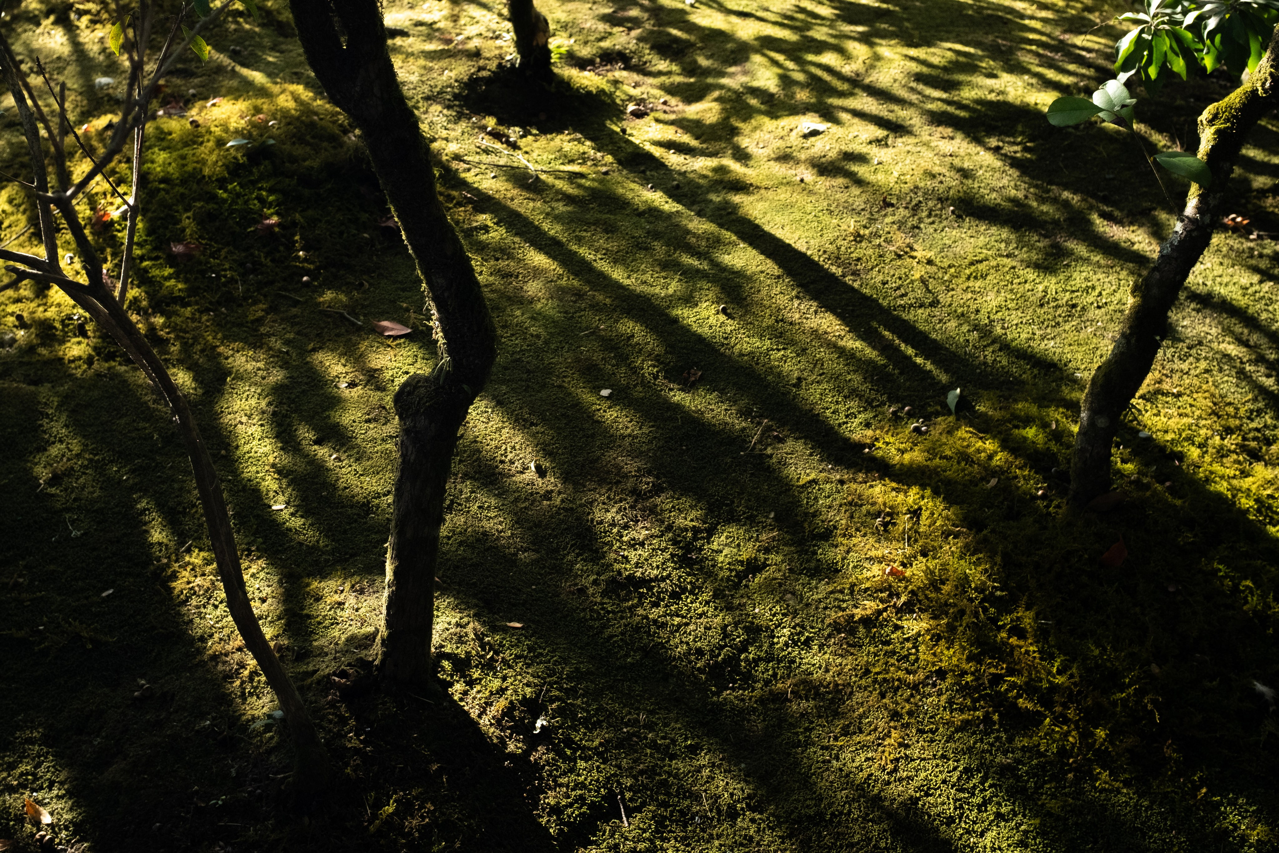 Nature. Regina Platonova