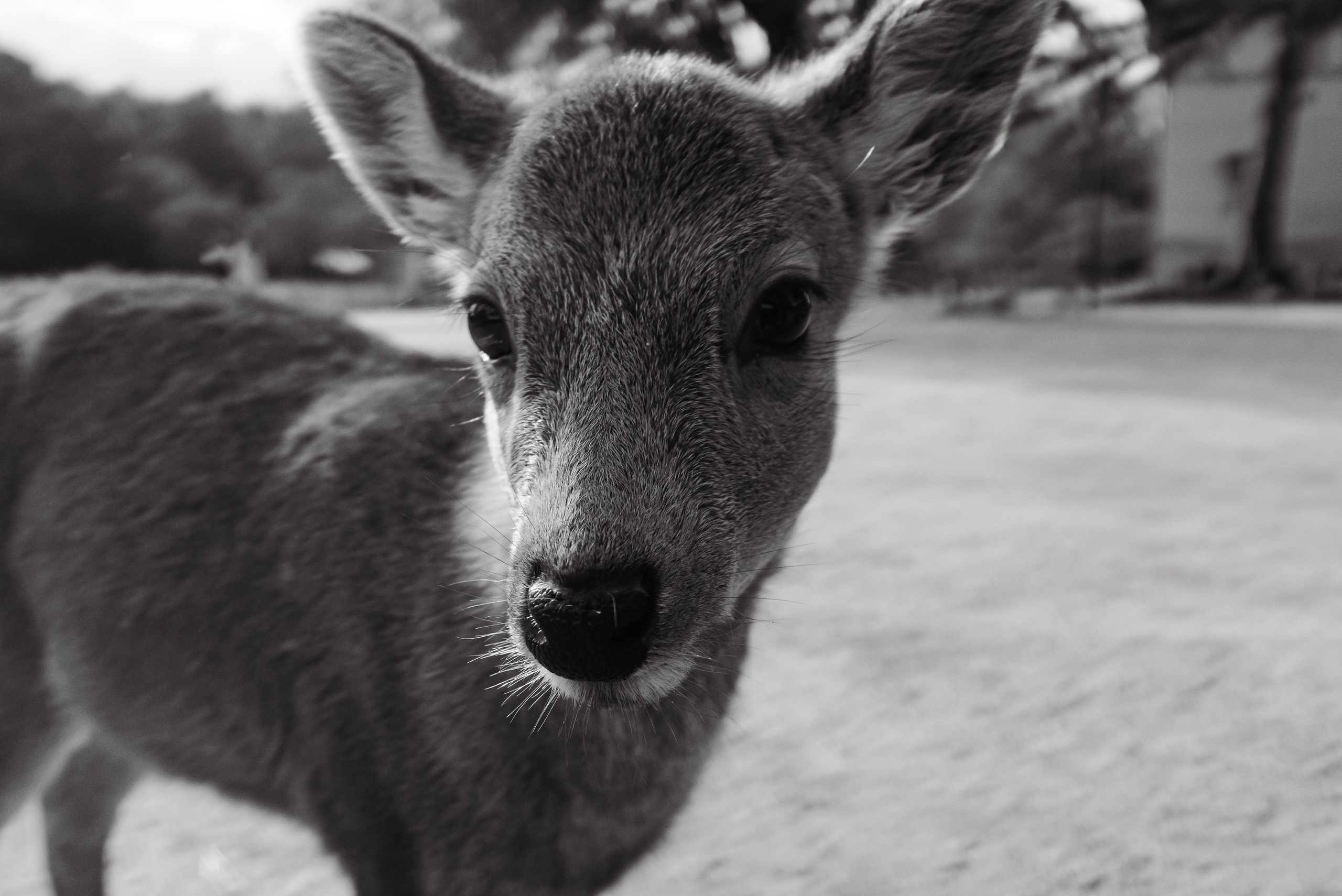 Nara. Regina Platonova