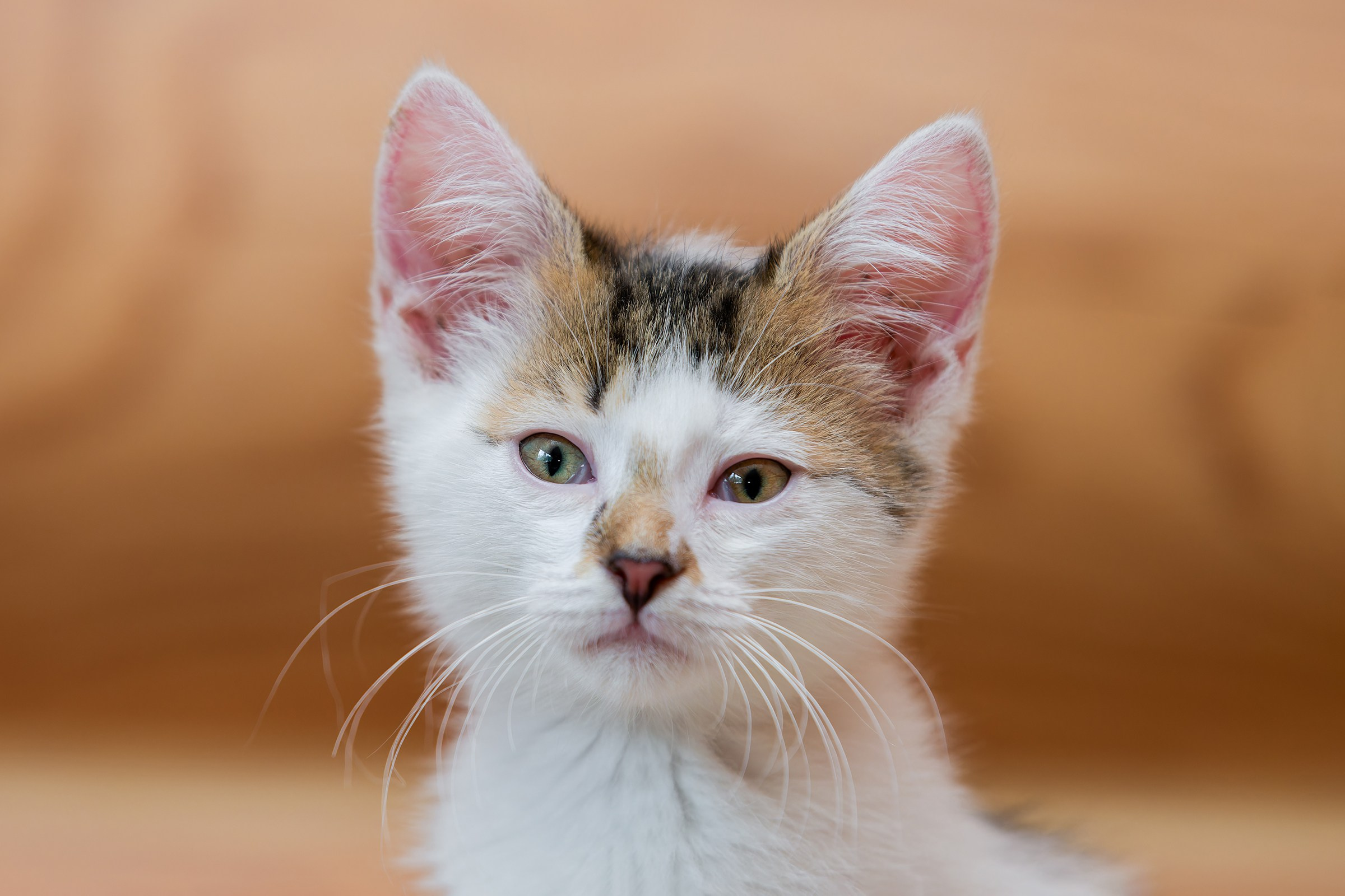 Котята. Irenephoto.ru