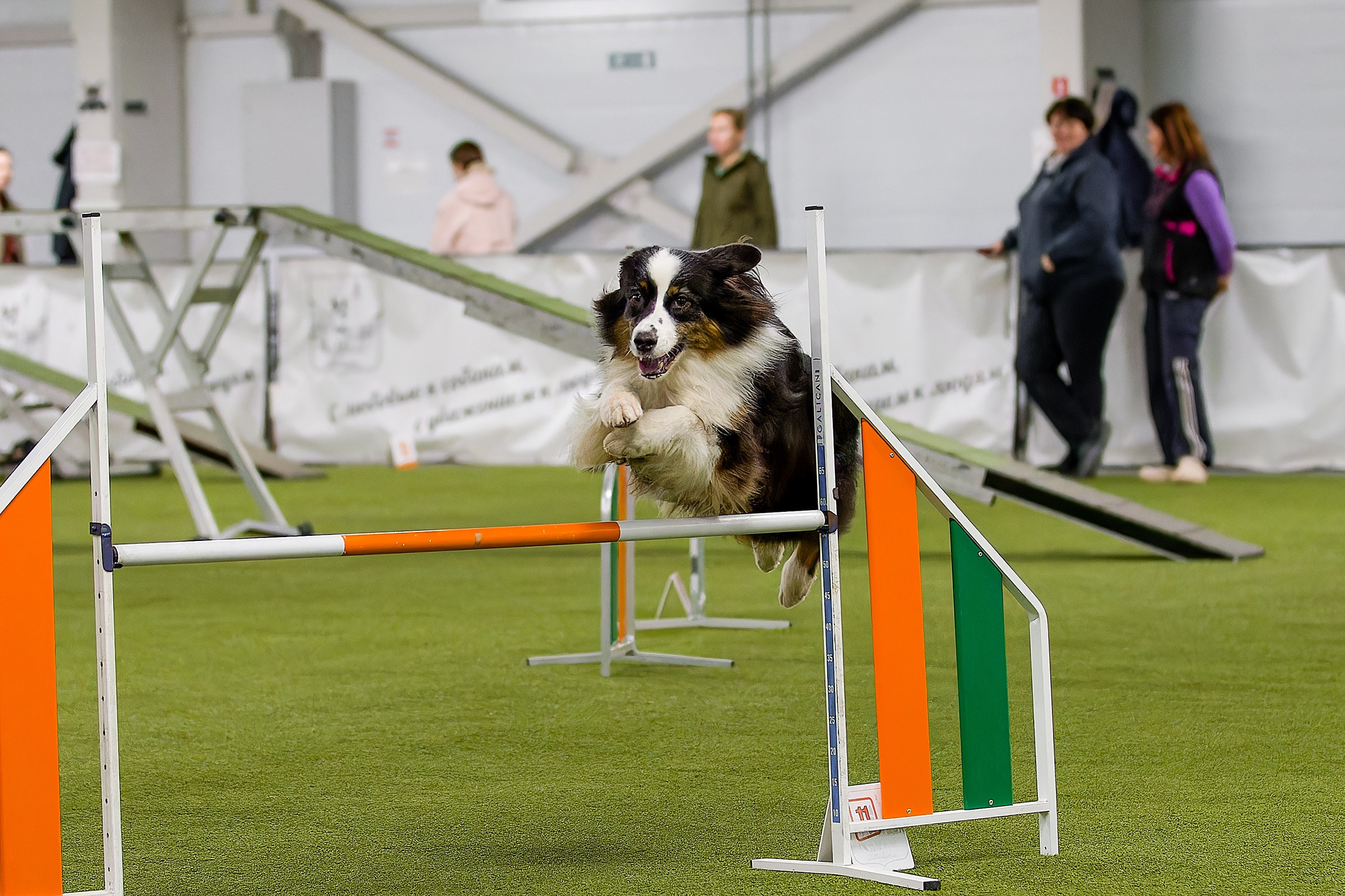 Кубок Пёсбурга 2025. Irenephoto.ru