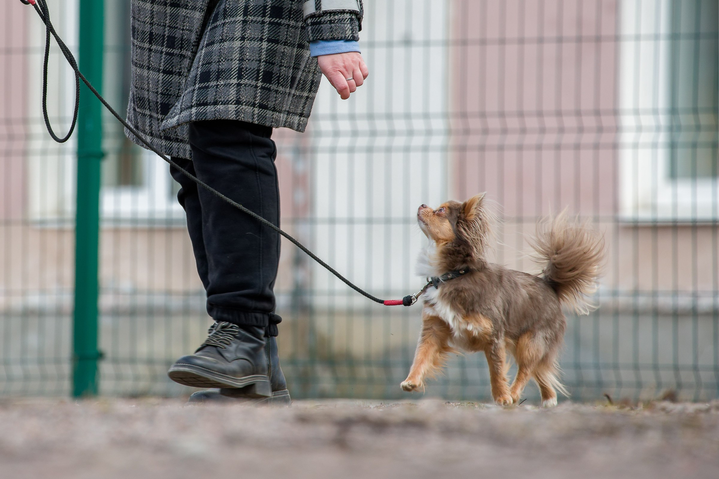 Соревнования «Пошагаем?» от школы дрессировки «Шаги». Irenephoto.ru