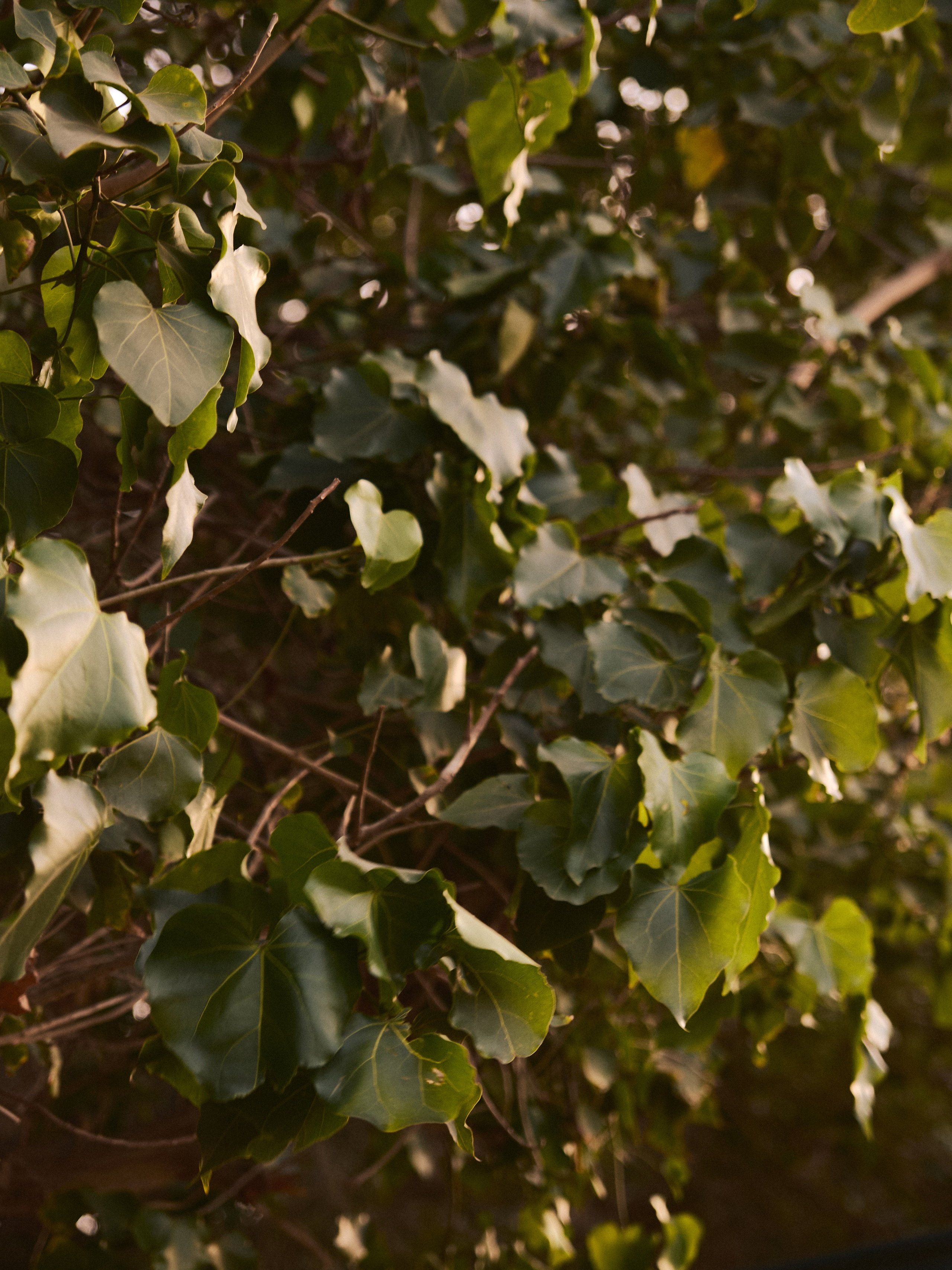 Природа. Jorgis Talè — photographer, kind person, teacher of arts and other mag