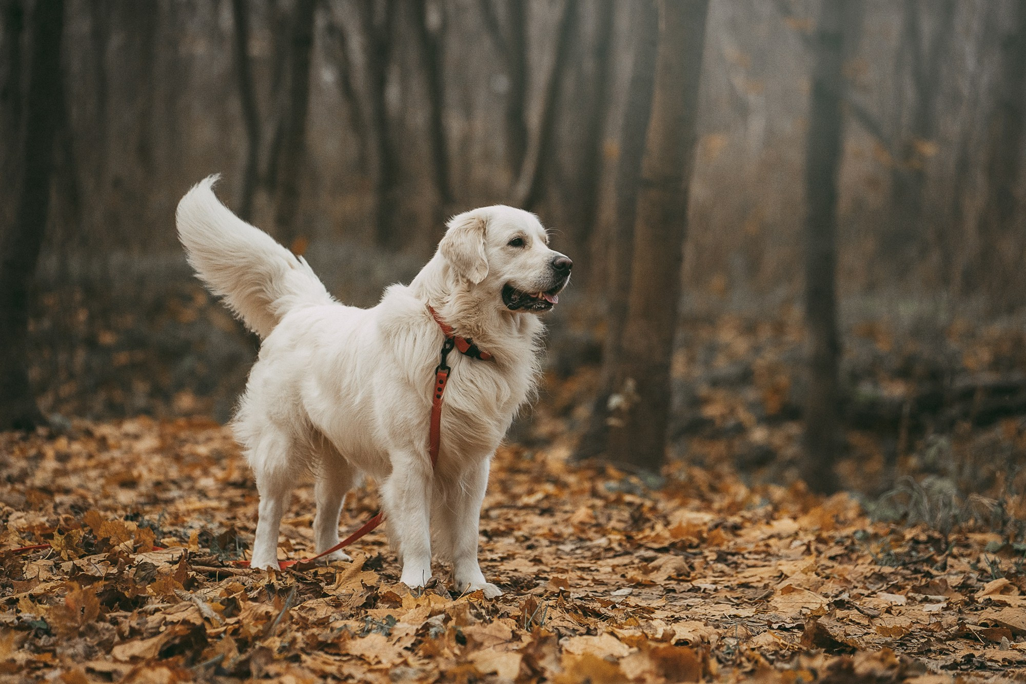 Лена и Мерлин. Фотограф анималист в Москве и Санкт-Петербурге Свиридова Анна