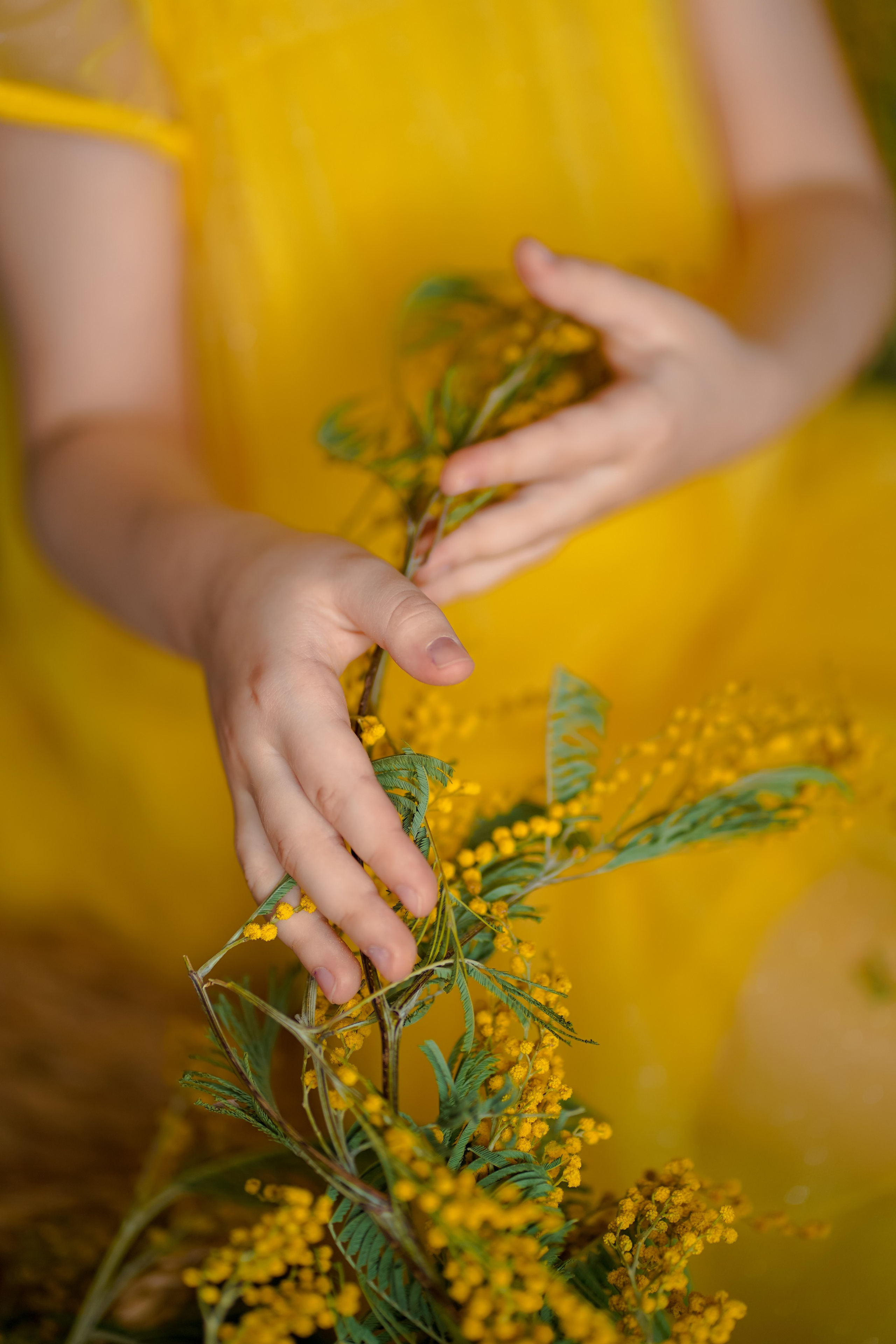 Мимоза. Фотограф Татьяна Митрофанова