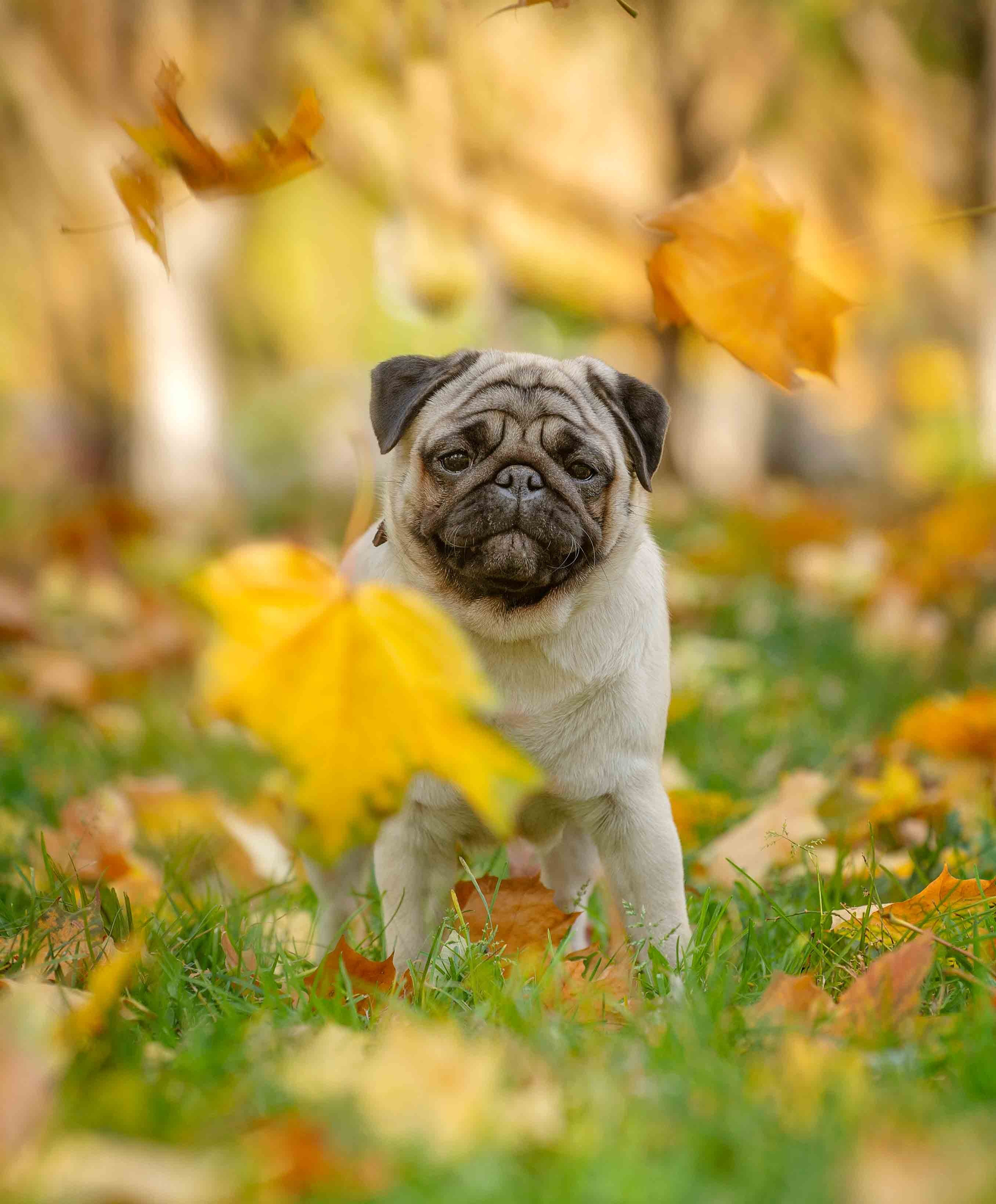 Собаки. Портретная и свадебная фотосъемка. Москва и область