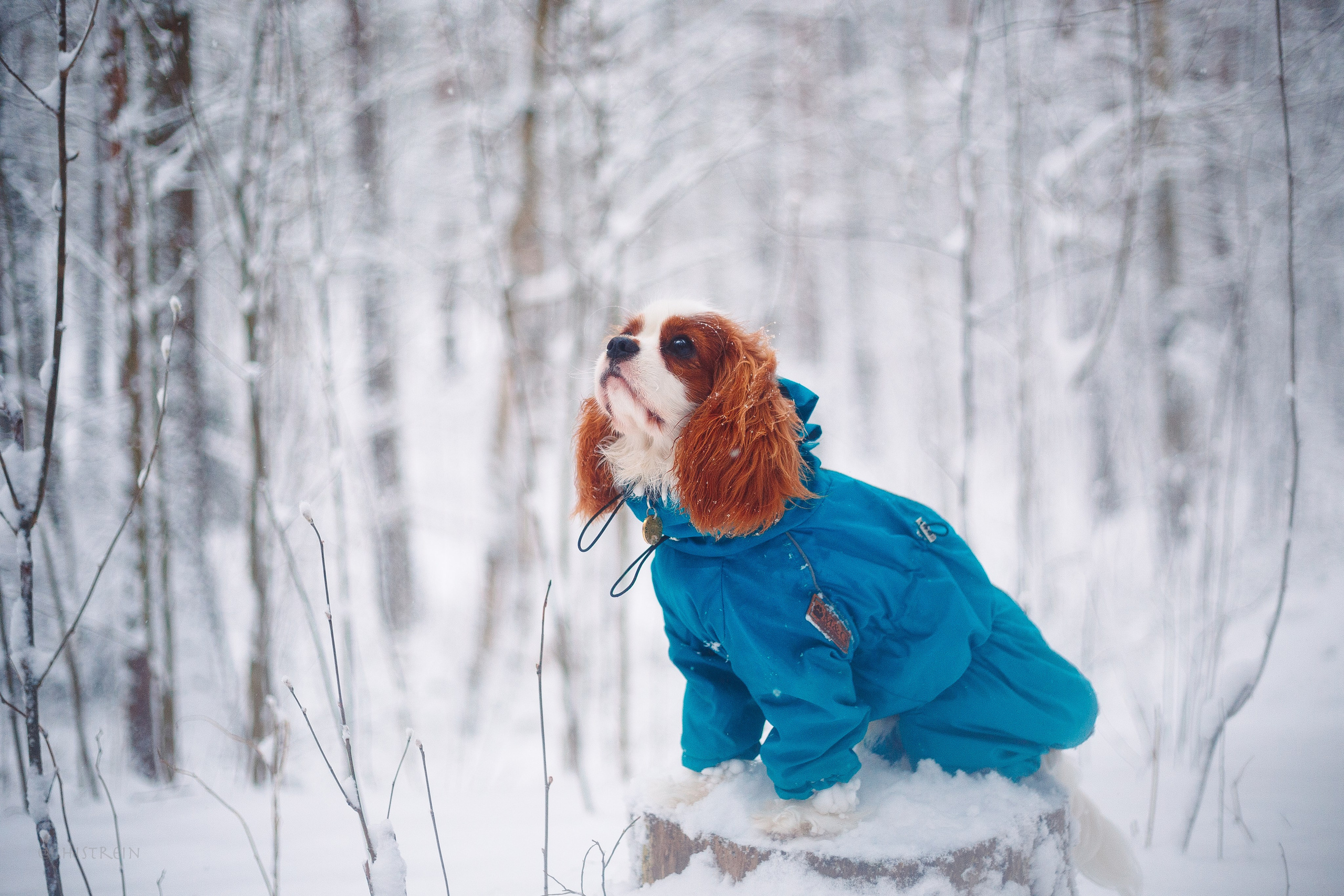 Внезапно апрельская зима. Фотограф-анималист Наталия Чистюхина в г. Сосновый Бор и ЛО