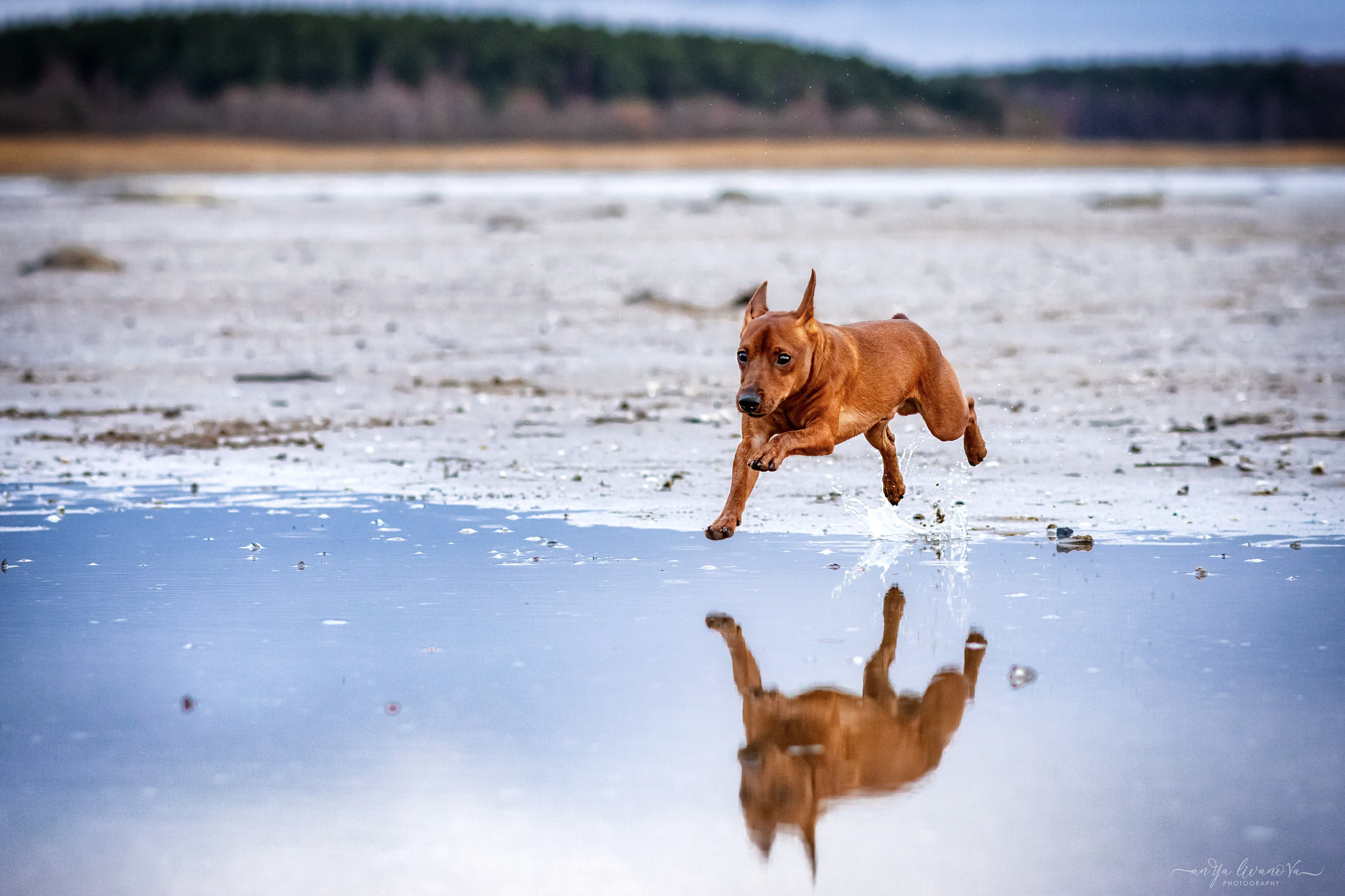 Пашка. Фотограф анималист Аня Ливанова | Рыбинск