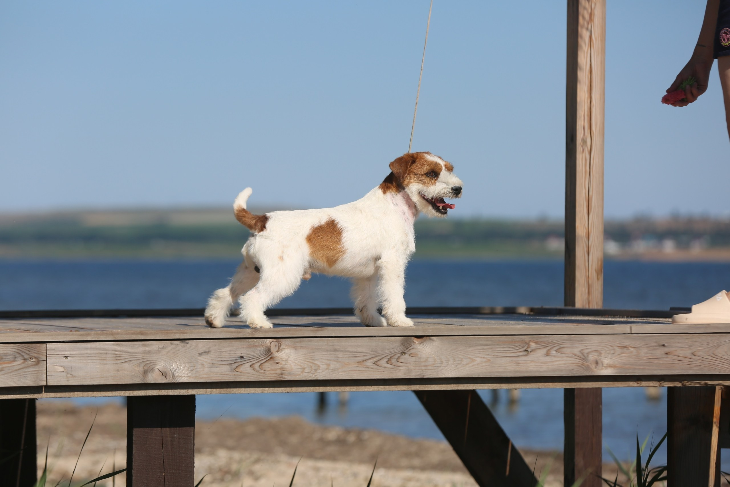 Chandlimore Family Affair. Lovely-Orange питомник джек рассел терьеров